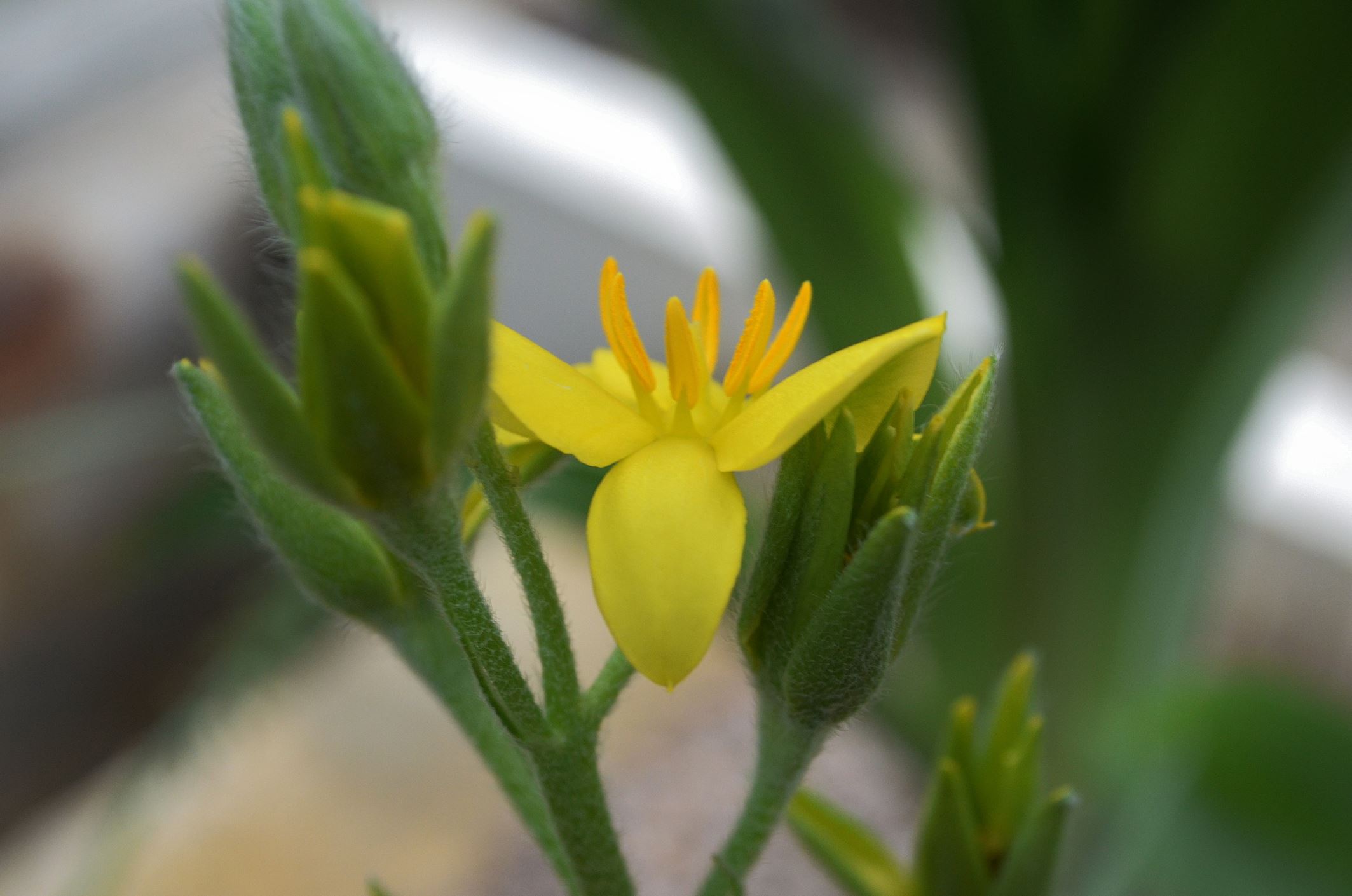 Image of Hypoxis hemerocallidea