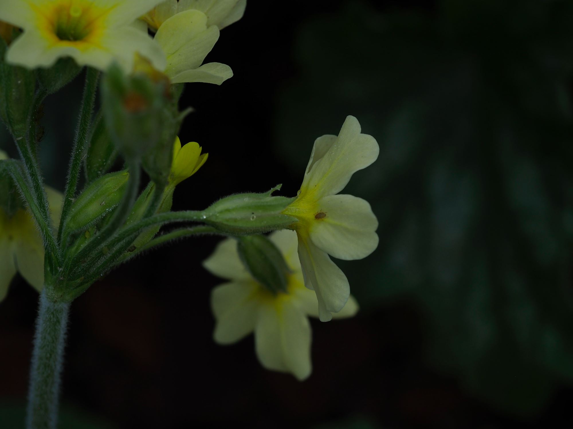 Image of Primula elatior