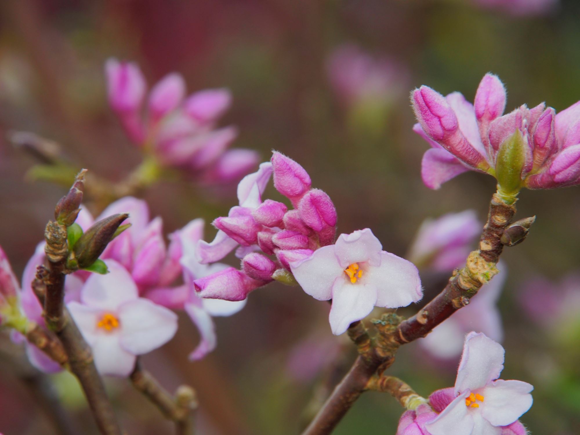 Image of Daphne bholua 'Jacqueline Postill'