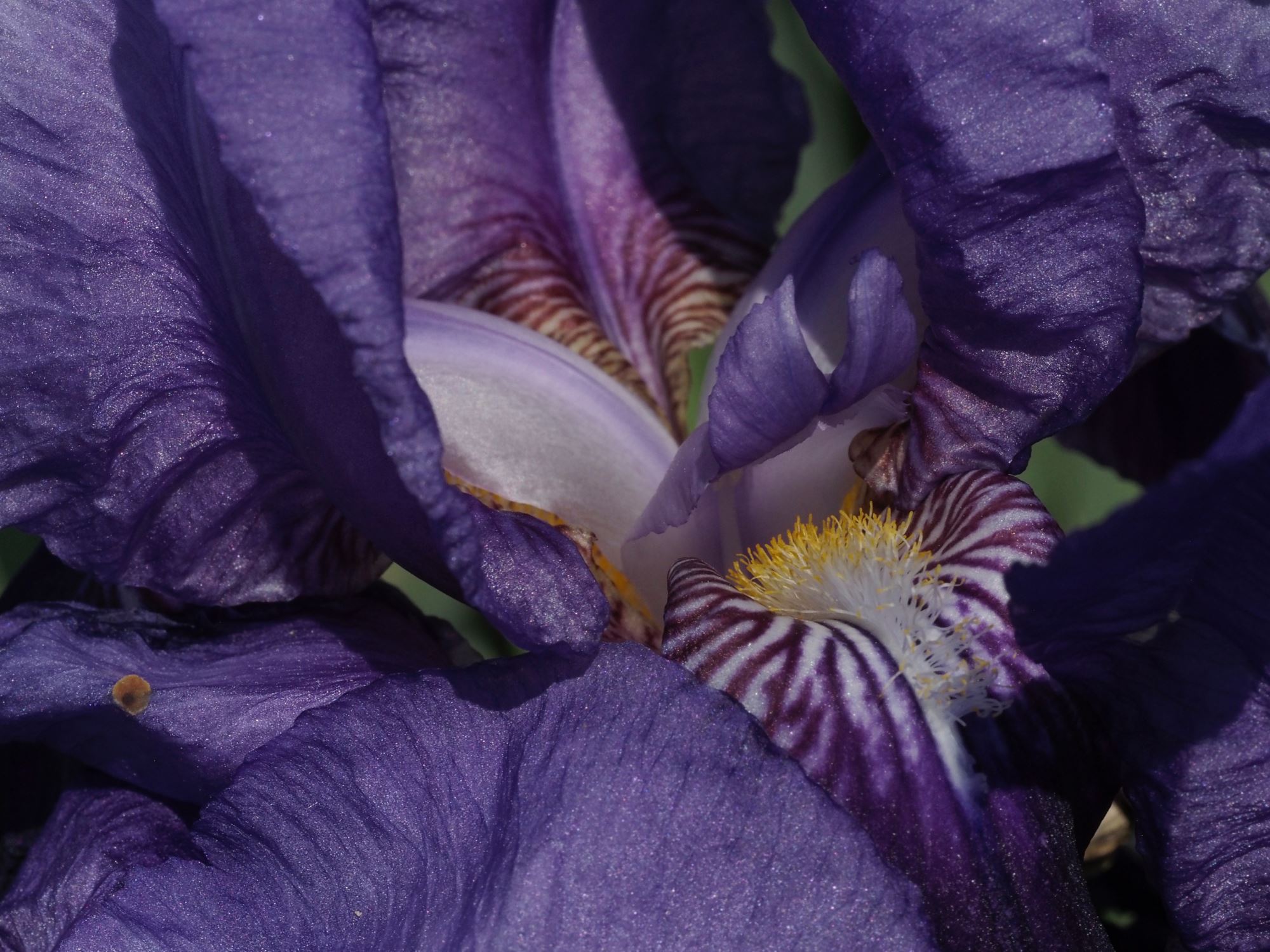 Image of Iris germanica 'Kharput'