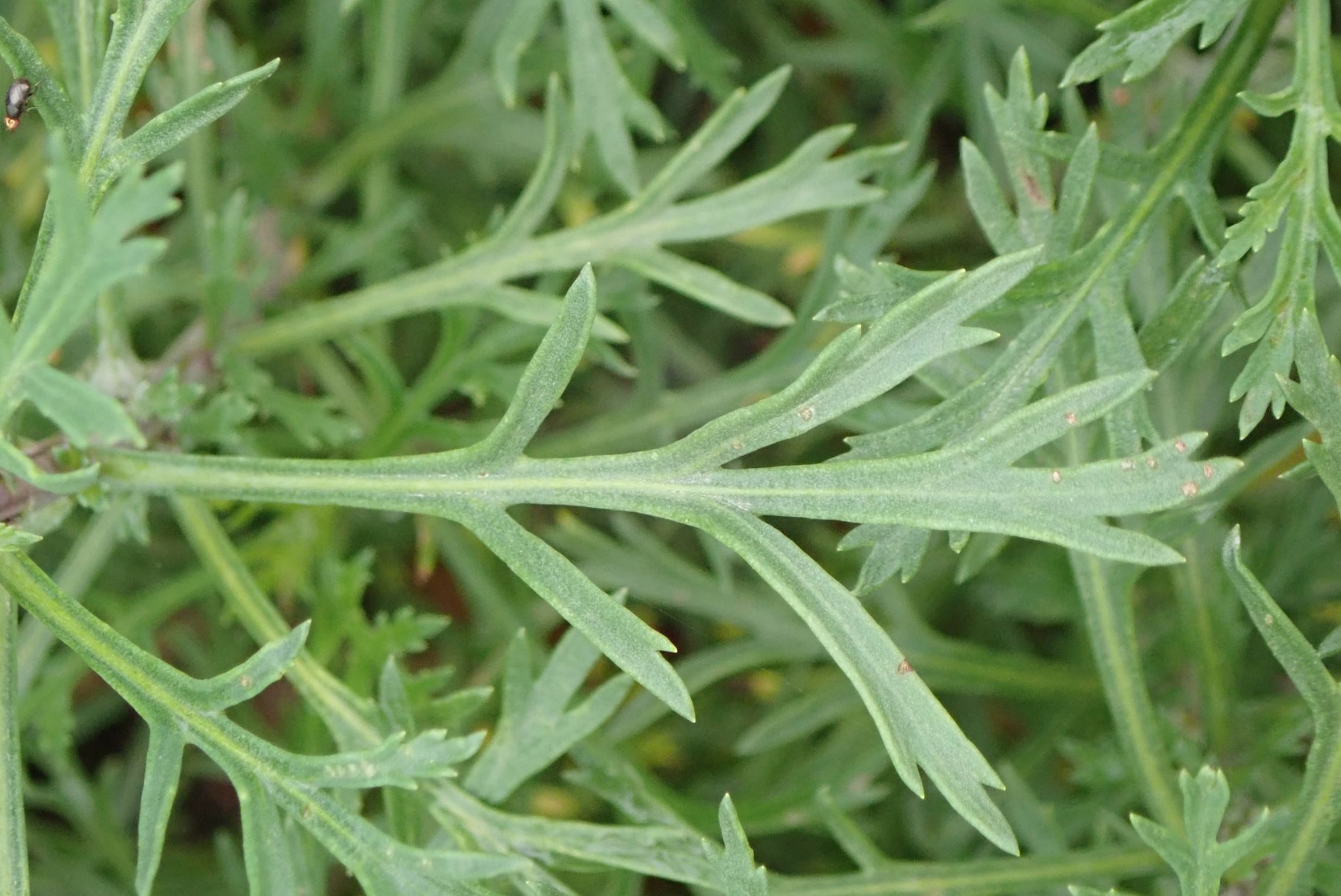 Image of Argyranthemum frutescens subsp. canariae