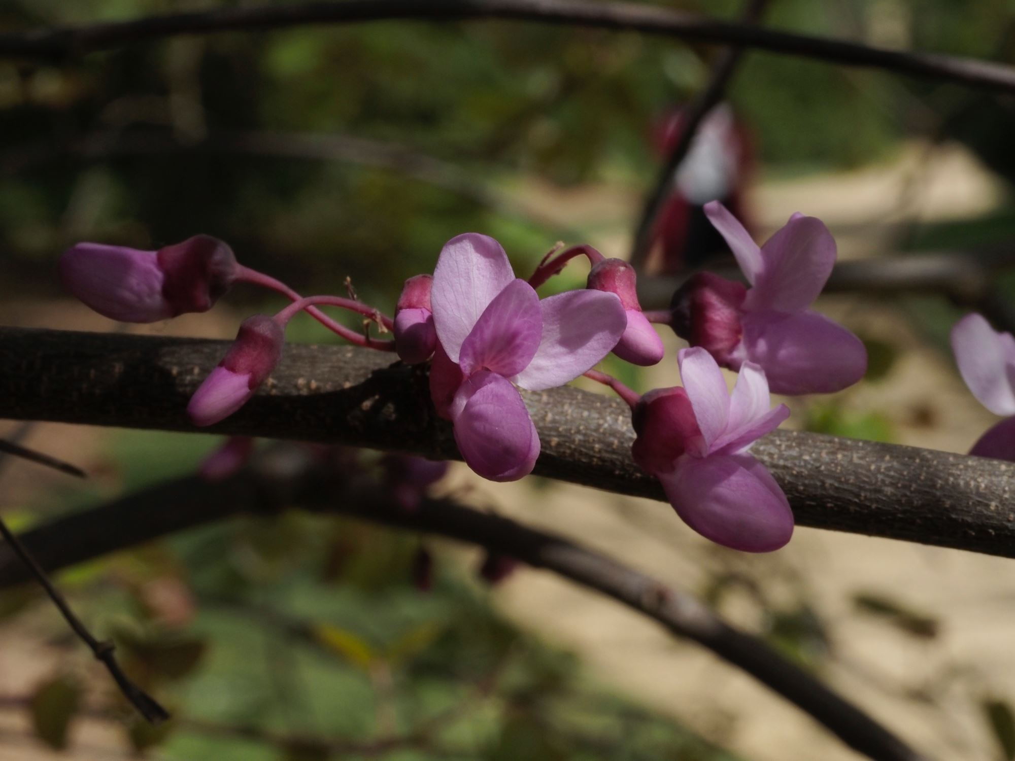 Image of Cercis siliquastrum