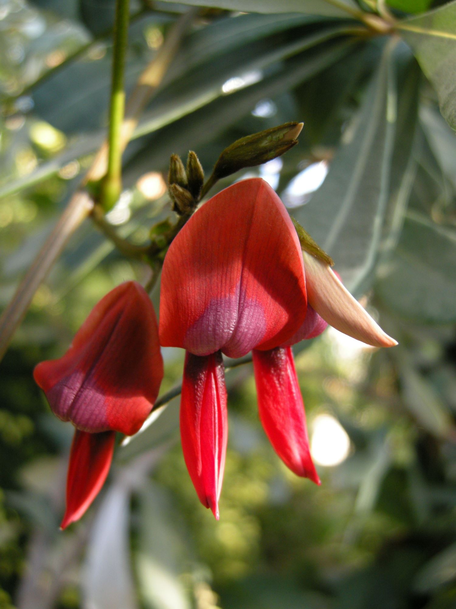 Image of Kennedia rubicunda