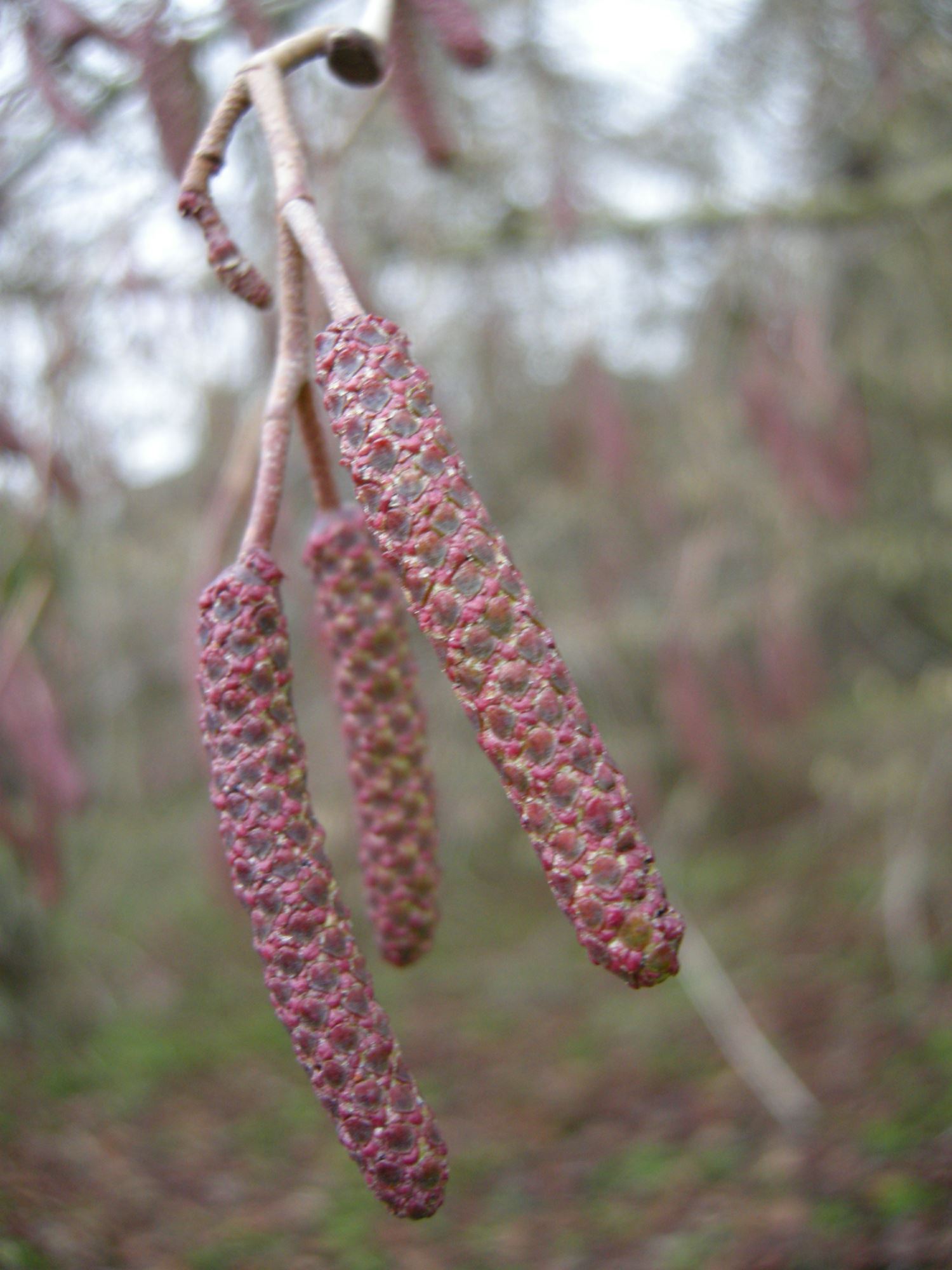 Image of Alnus hirsuta