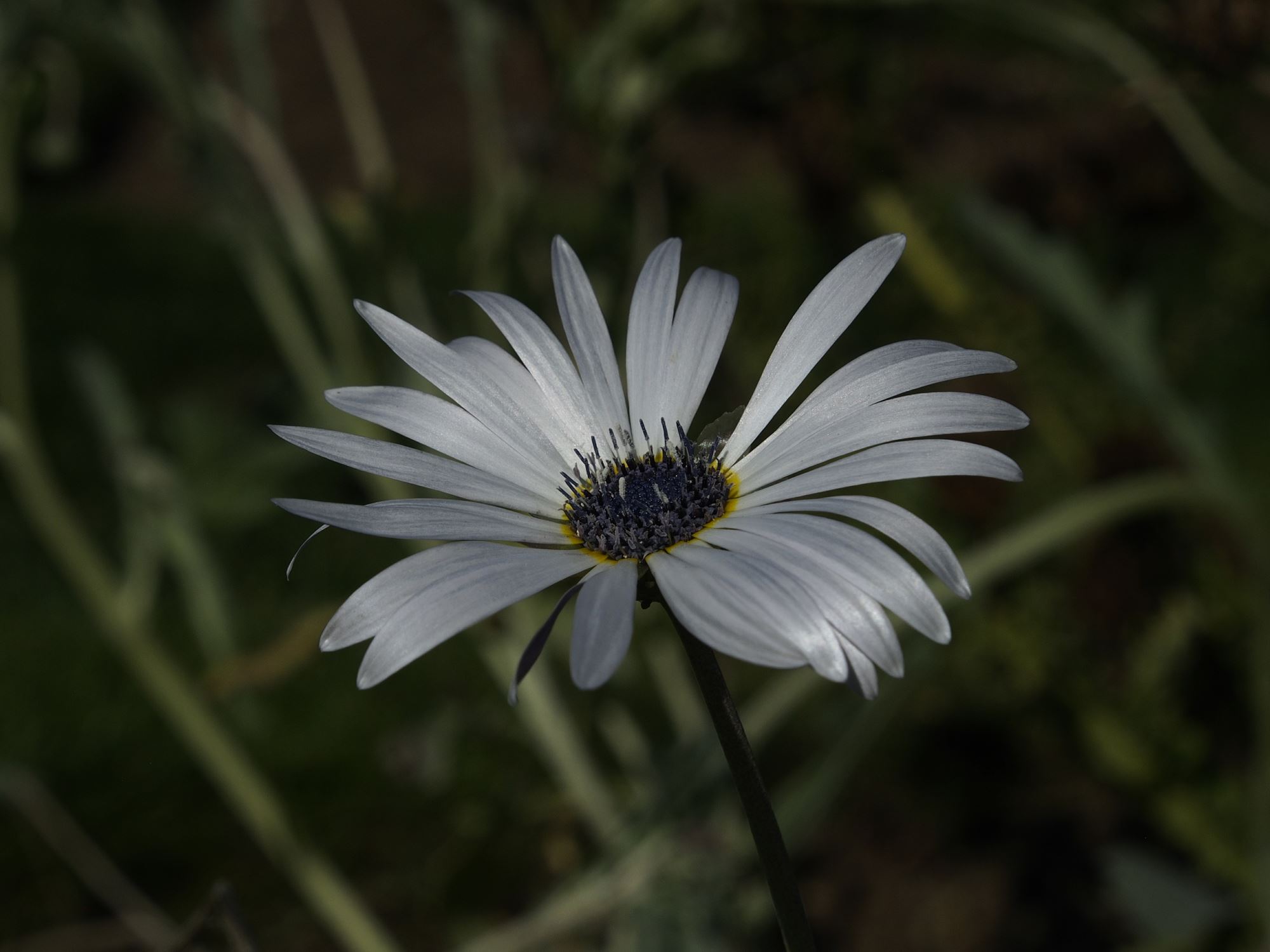 Image of Arctotis stoechadifolia