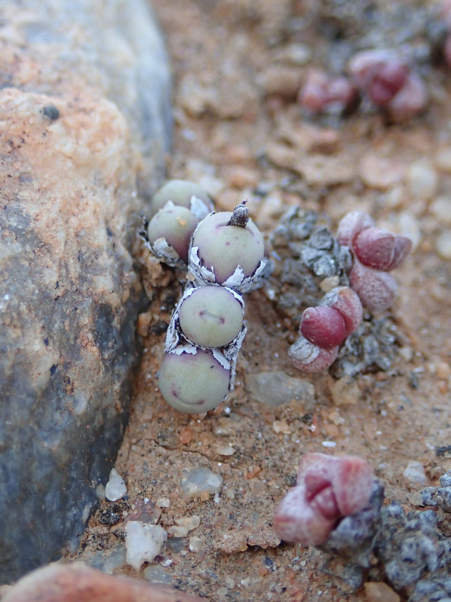 Image of Conophytum obscurum