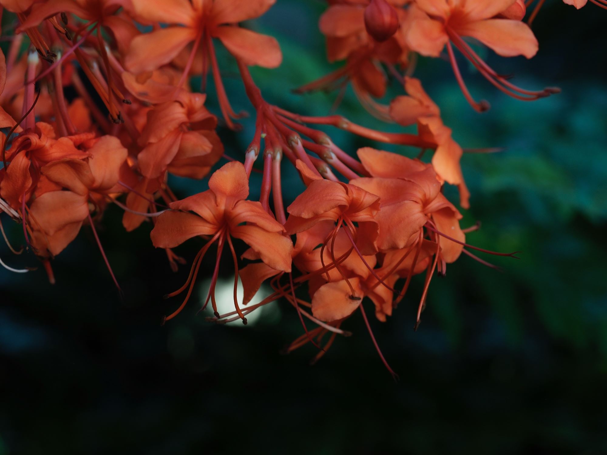 Image of Clerodendrum speciosissimum