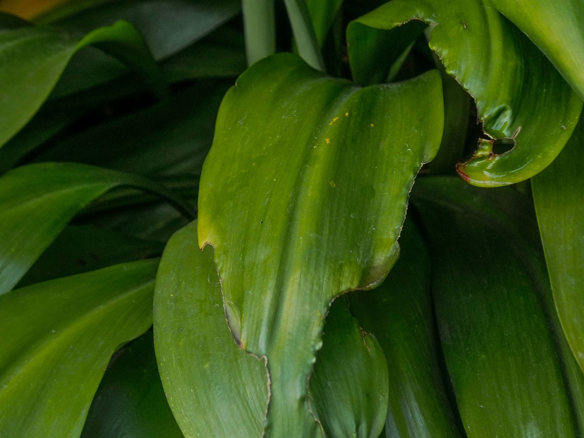 Image of Hymenocallis caribaea