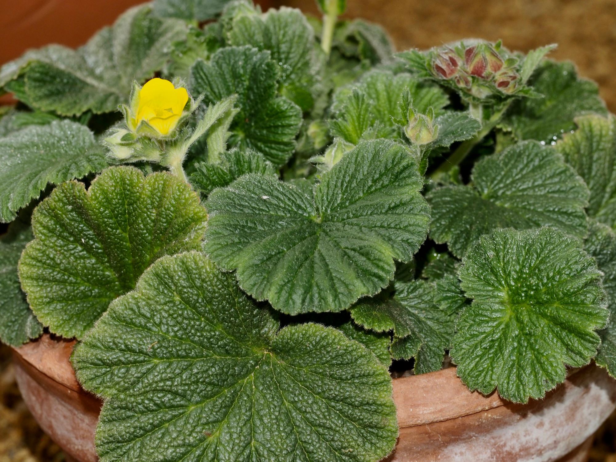 Image of Geum capense