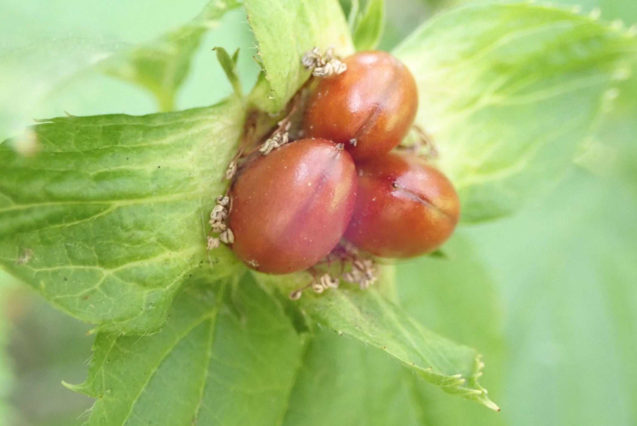Image of Rhodotypos scandens