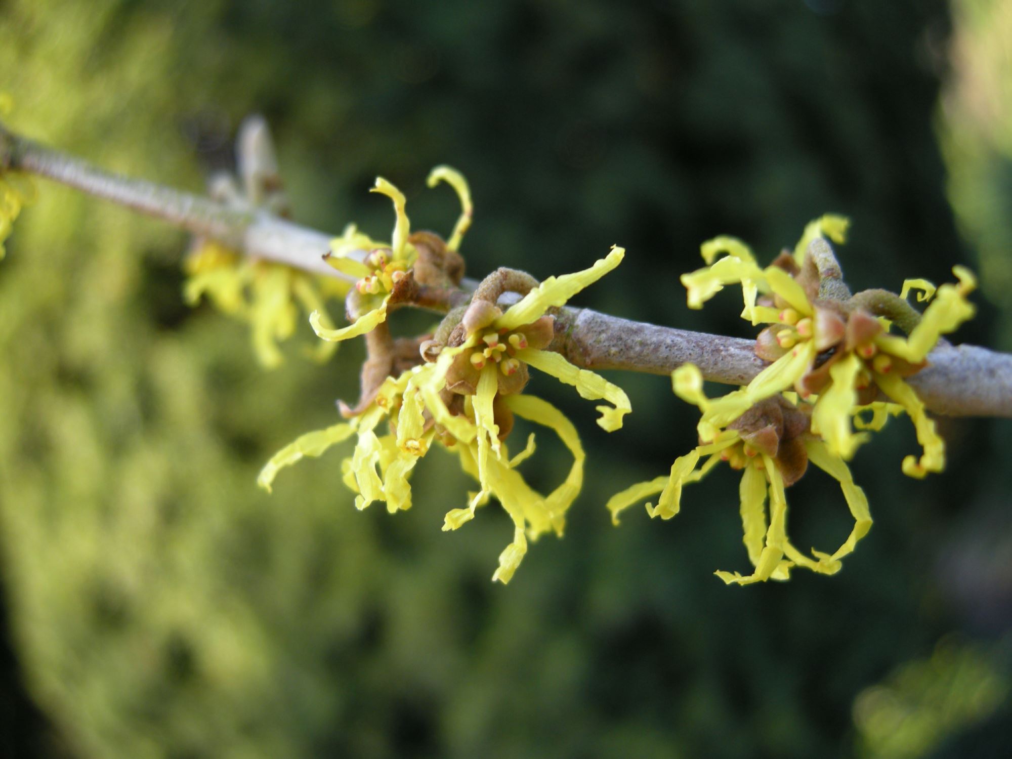 Image of Hamamelis japonica 'Zuccariniana'