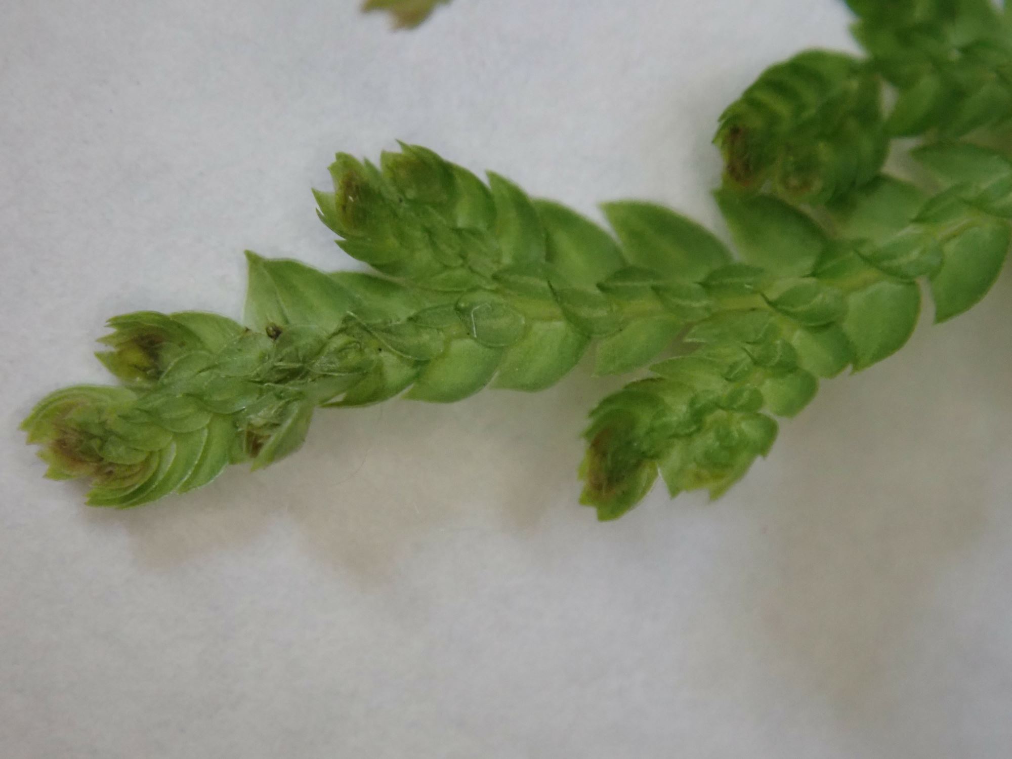 Image of Selaginella erythropus