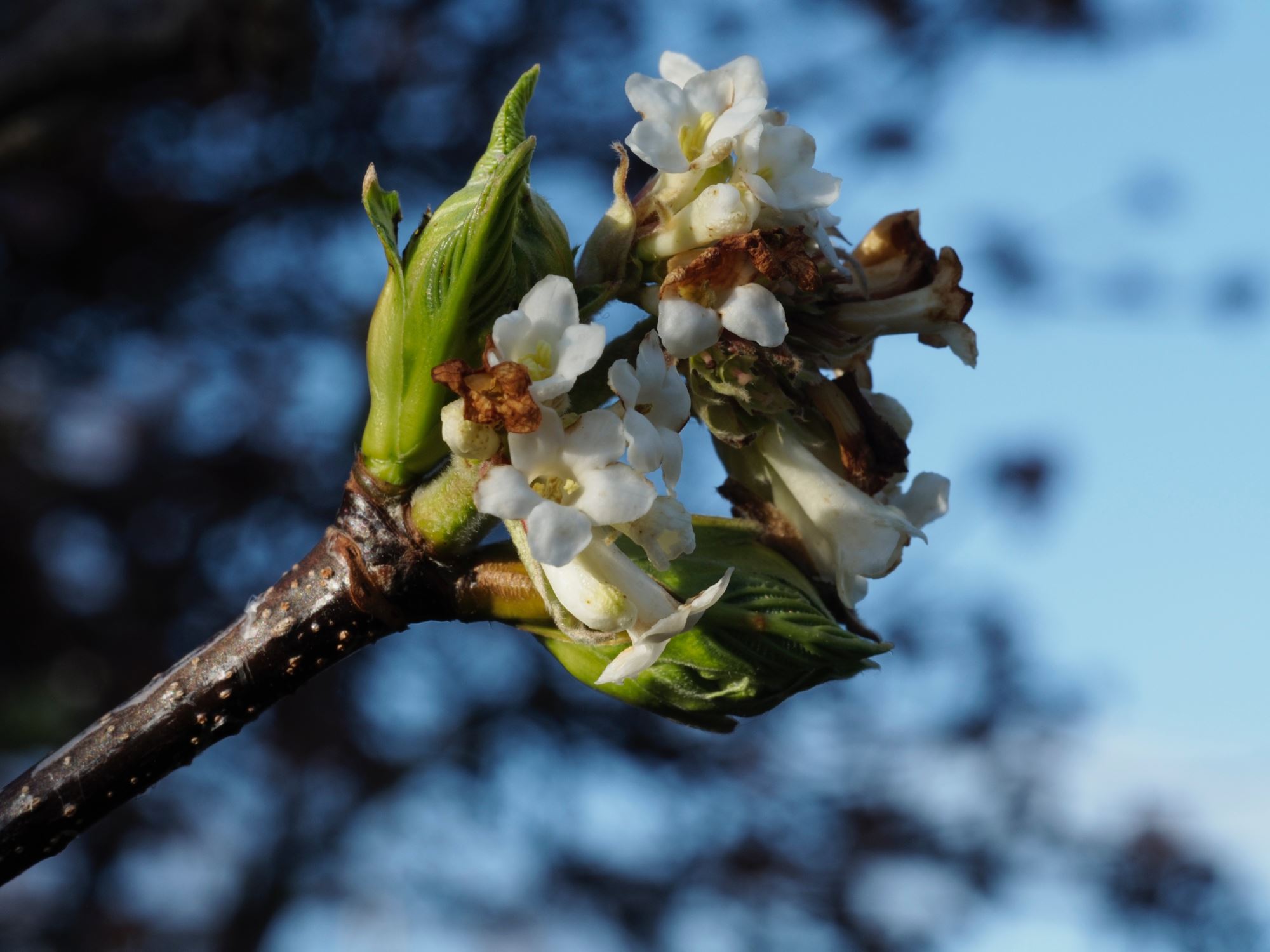 Image of Viburnum grandiflorum