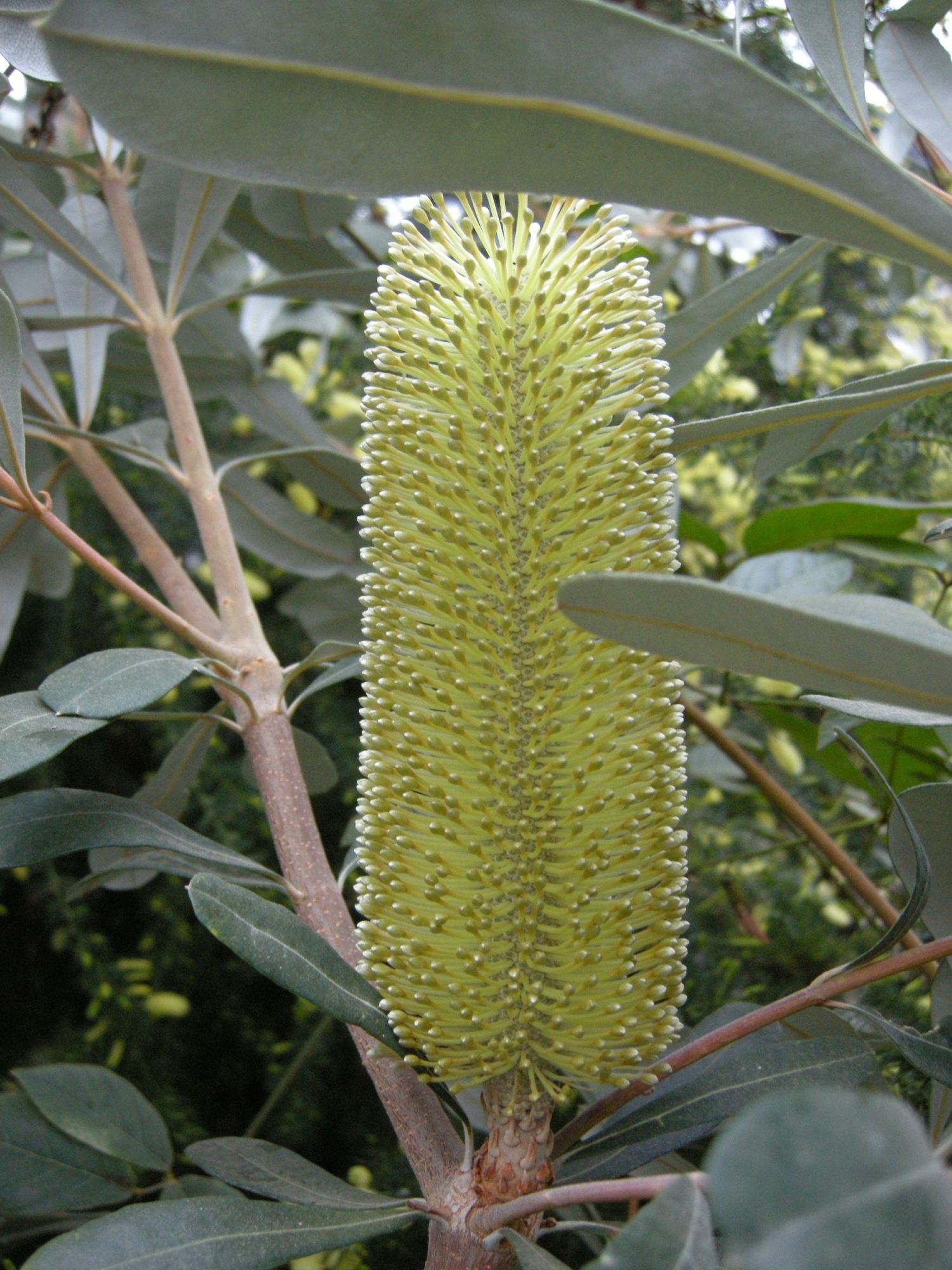 Image of Banksia integrifolia