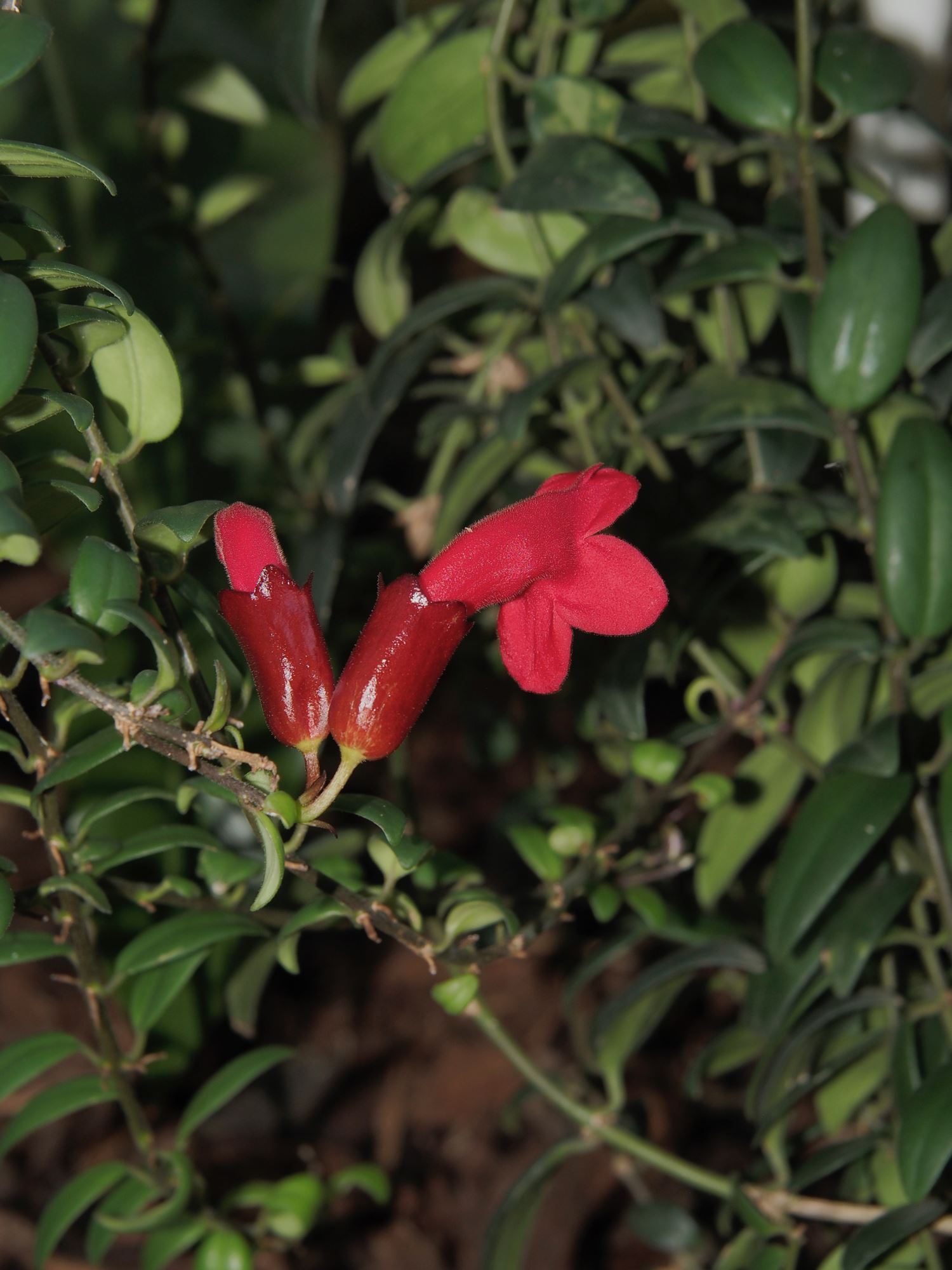 Image of Aeschynanthus pulcher