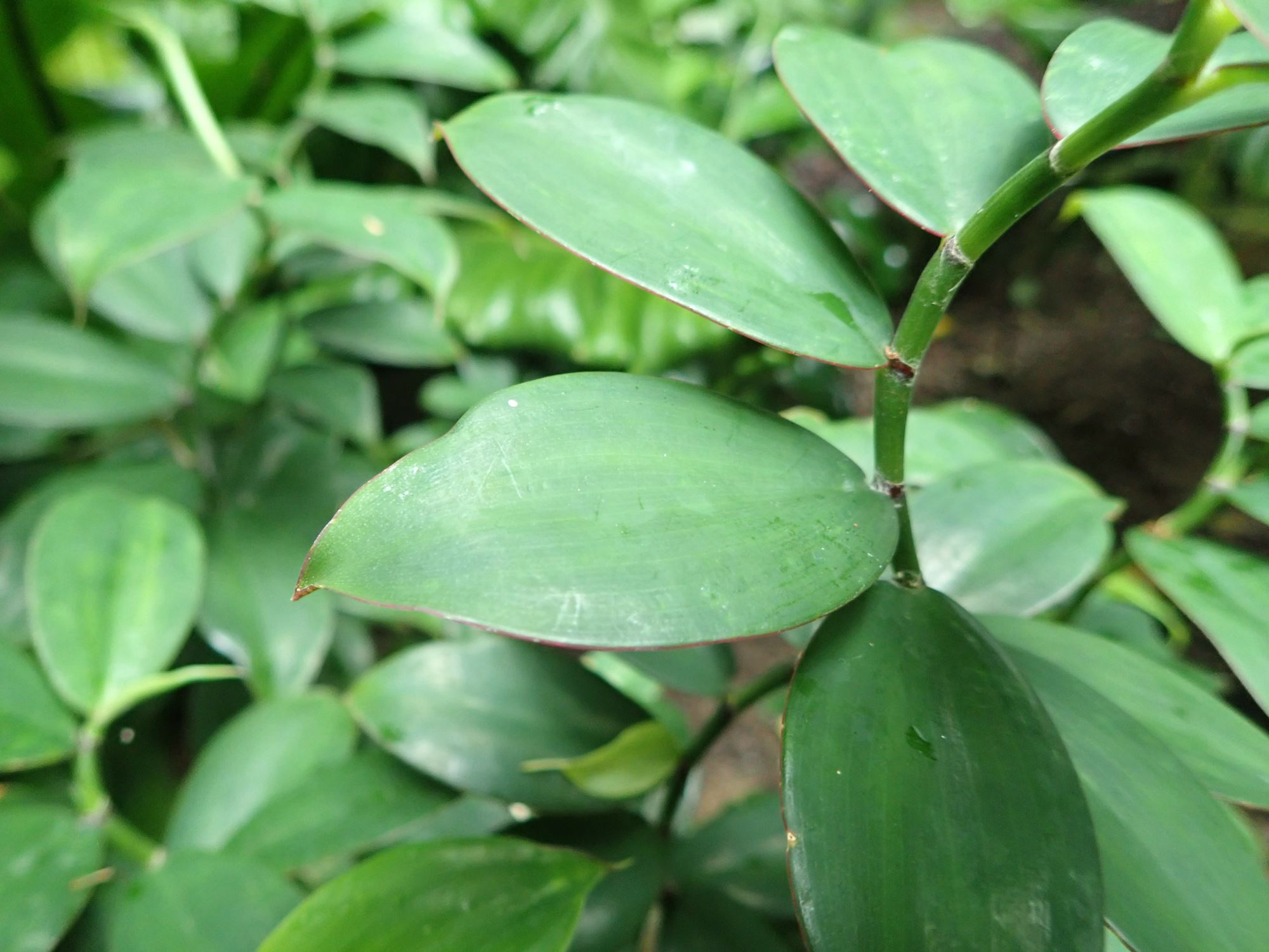 Image of Monocostus uniflorus