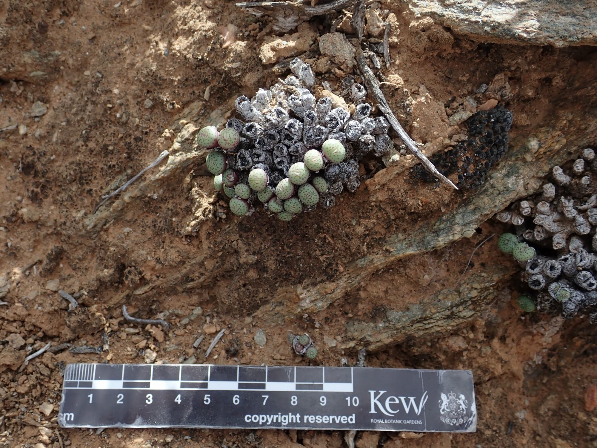 Image of Conophytum sp.