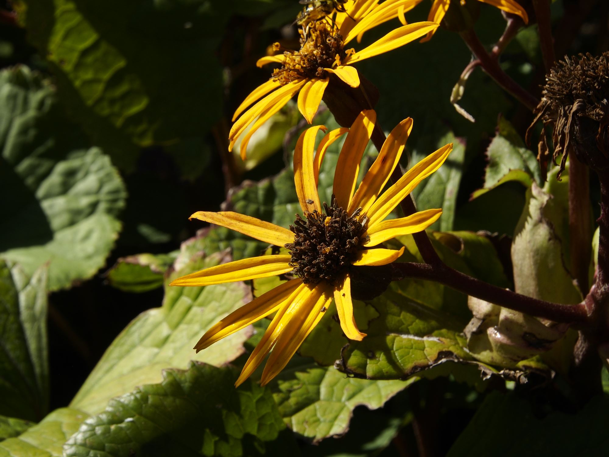 Image of Ligularia dentata 'Desdemona'