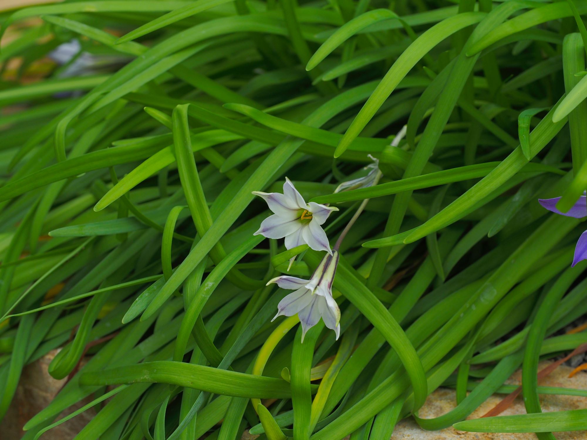 Image of Ipheion uniflorum 'Froyle Mill'