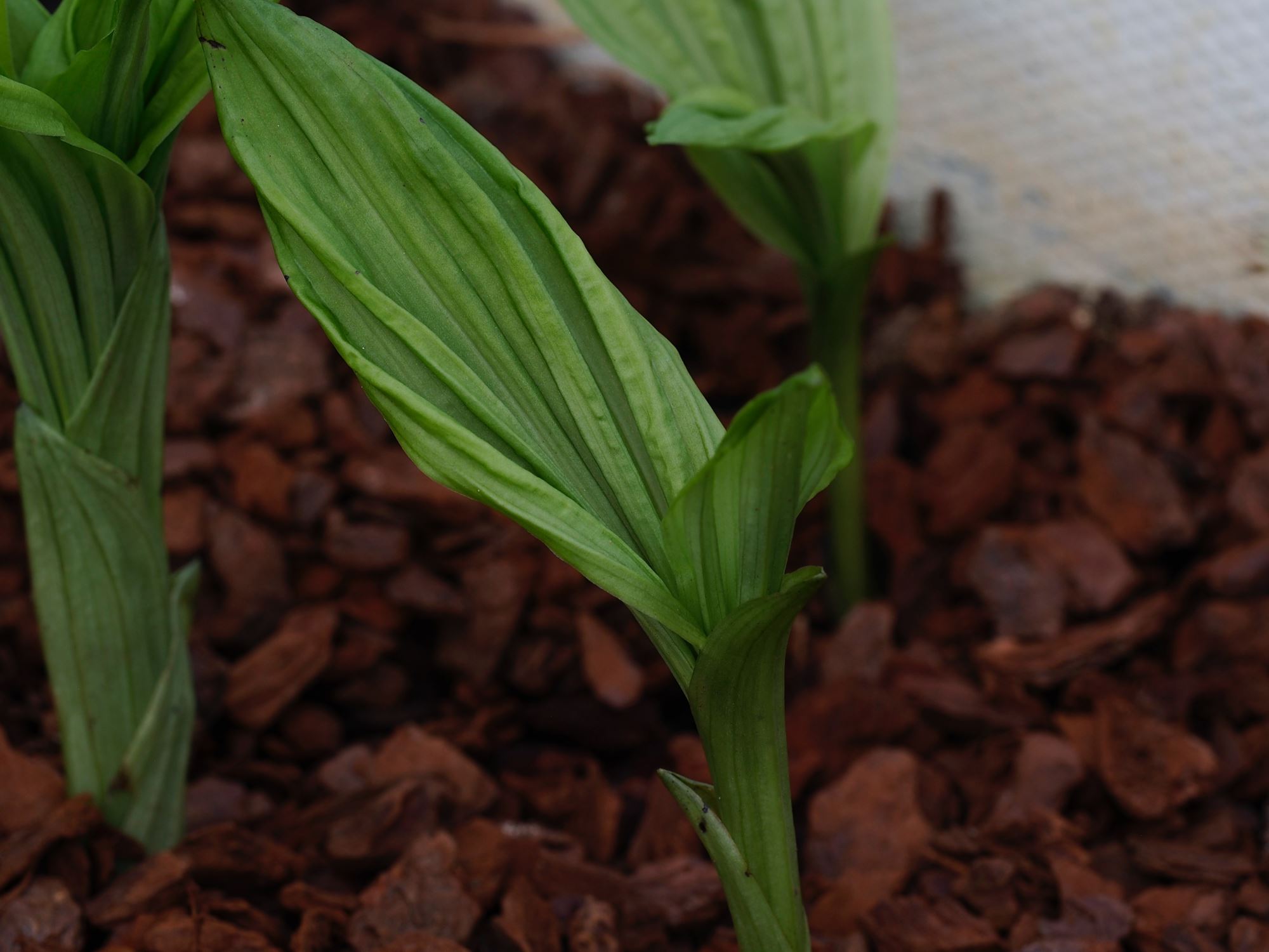 Image of Calanthe striata