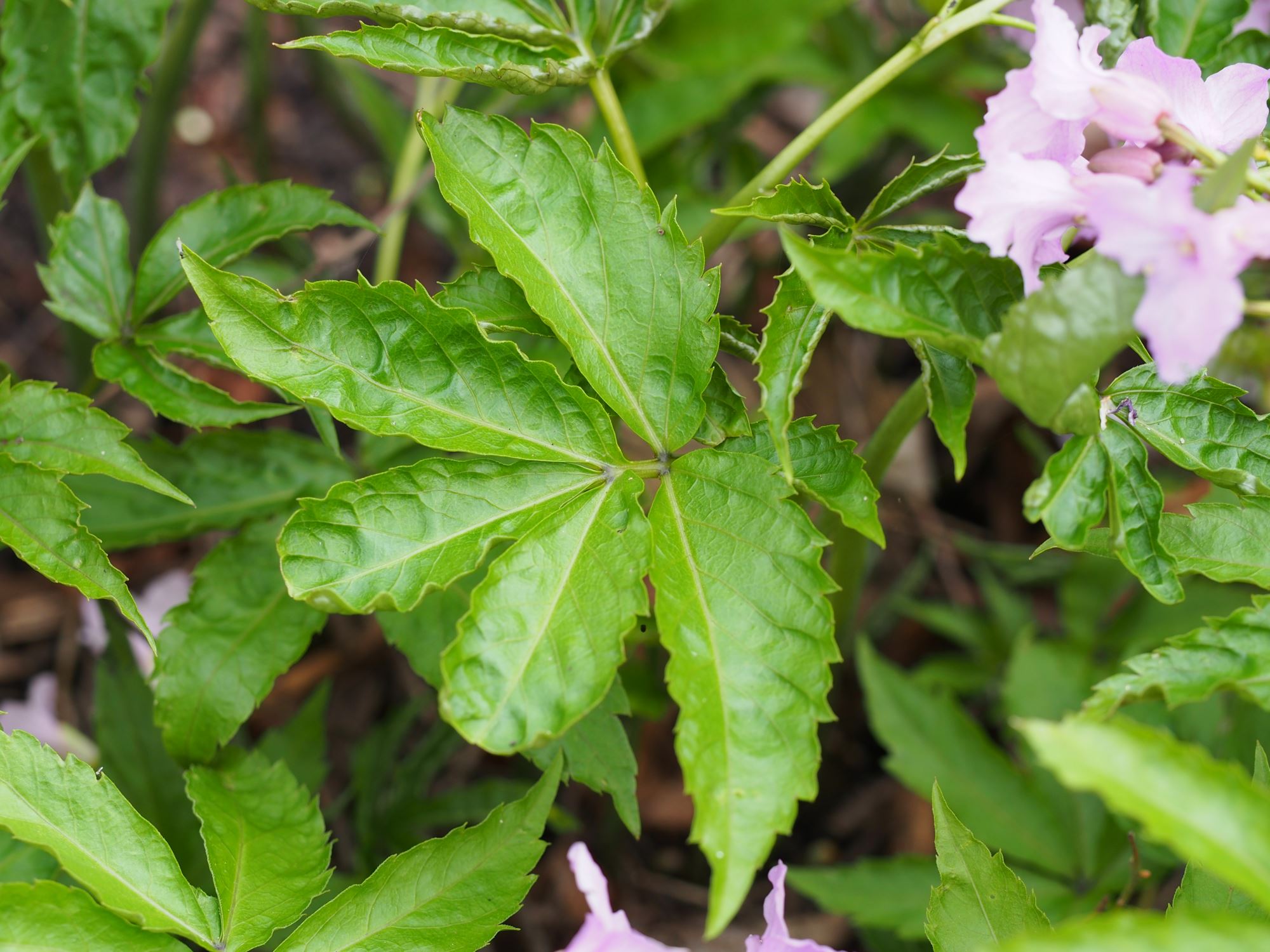 Image of Cardamine pentaphyllos
