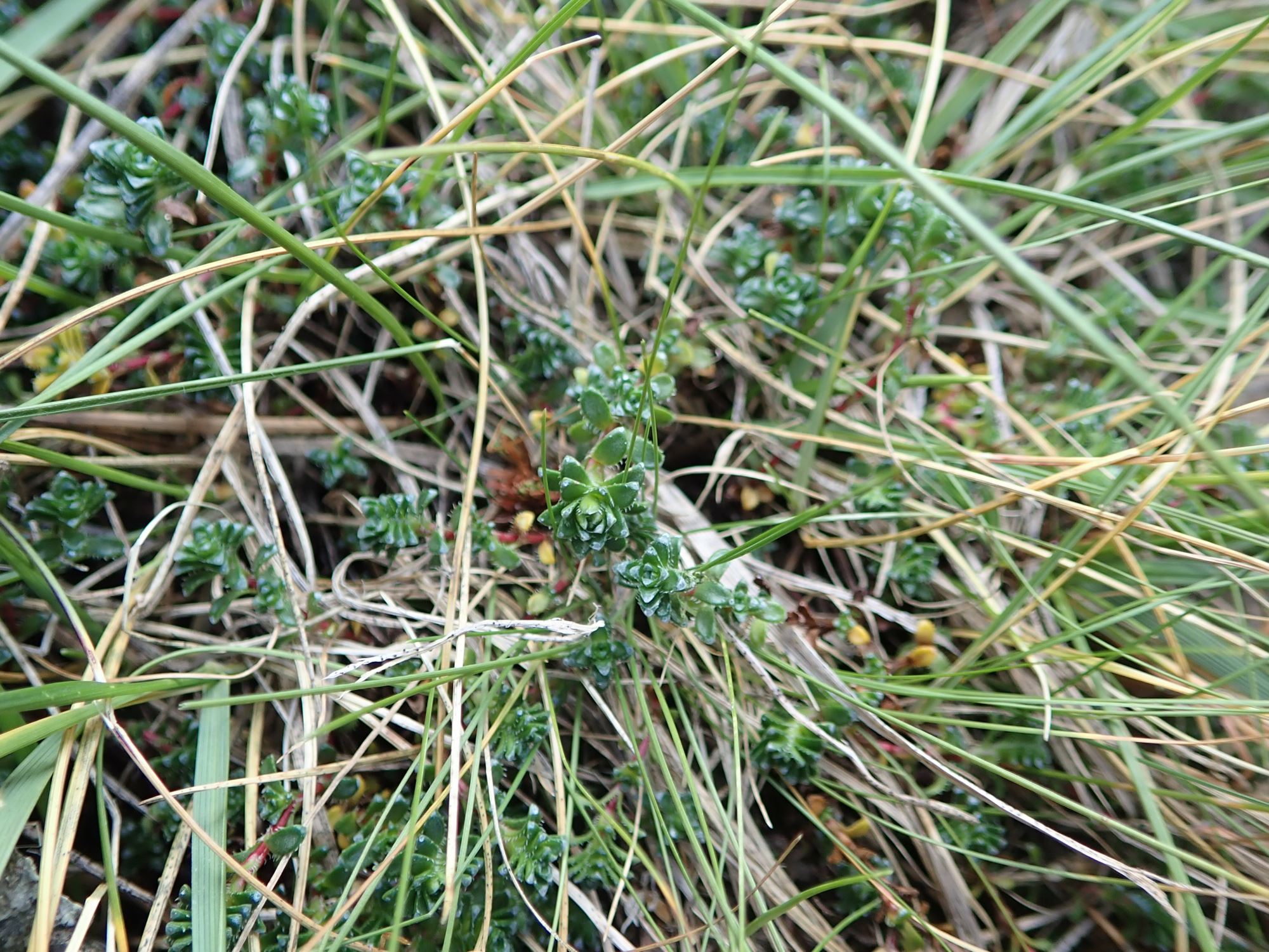 Image of Saxifraga oppositifolia