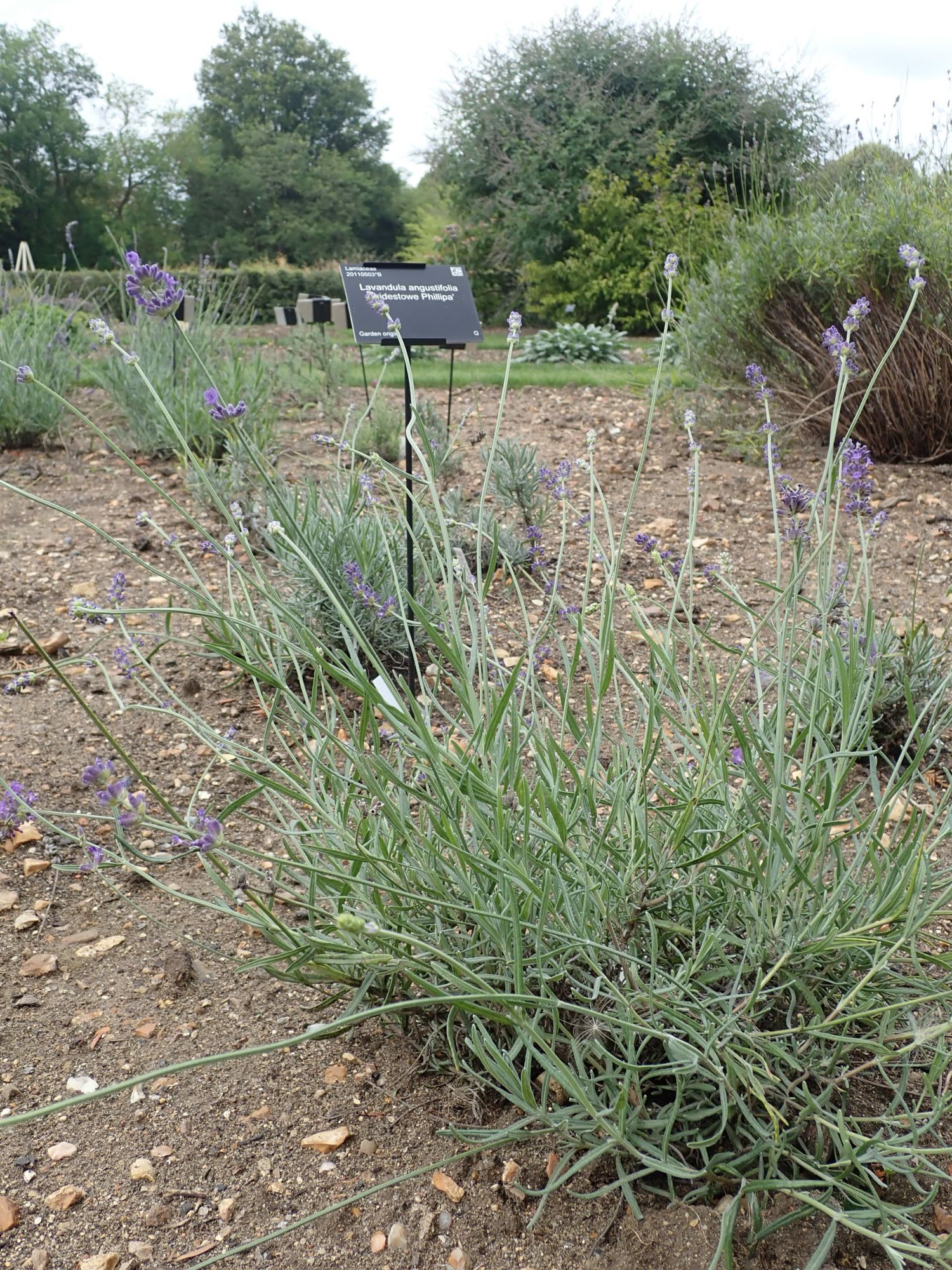 Image of Lavandula angustifolia 'Bridestowe Phillipa'