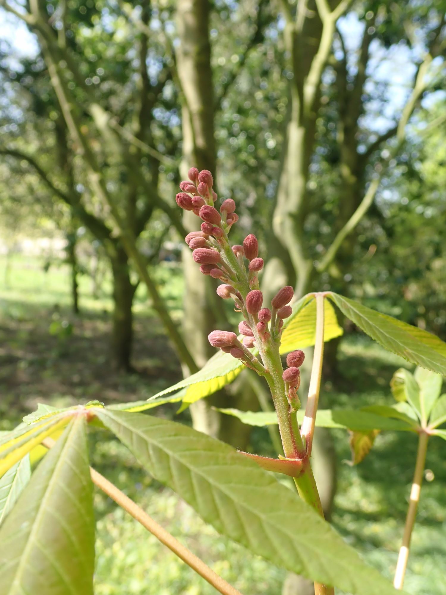 Image of Aesculus pavia