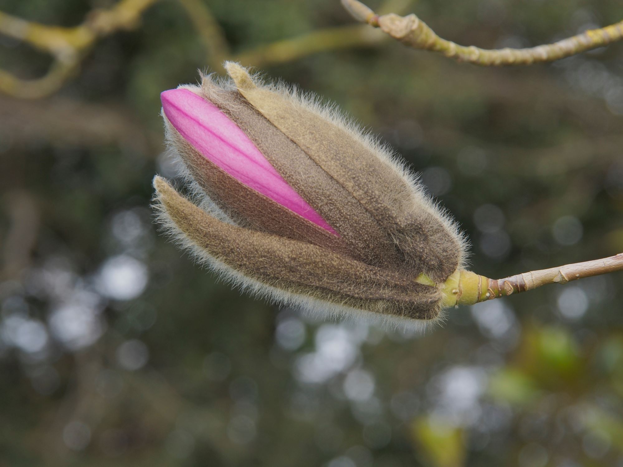 Image of Magnolia sprengeri 'Diva'