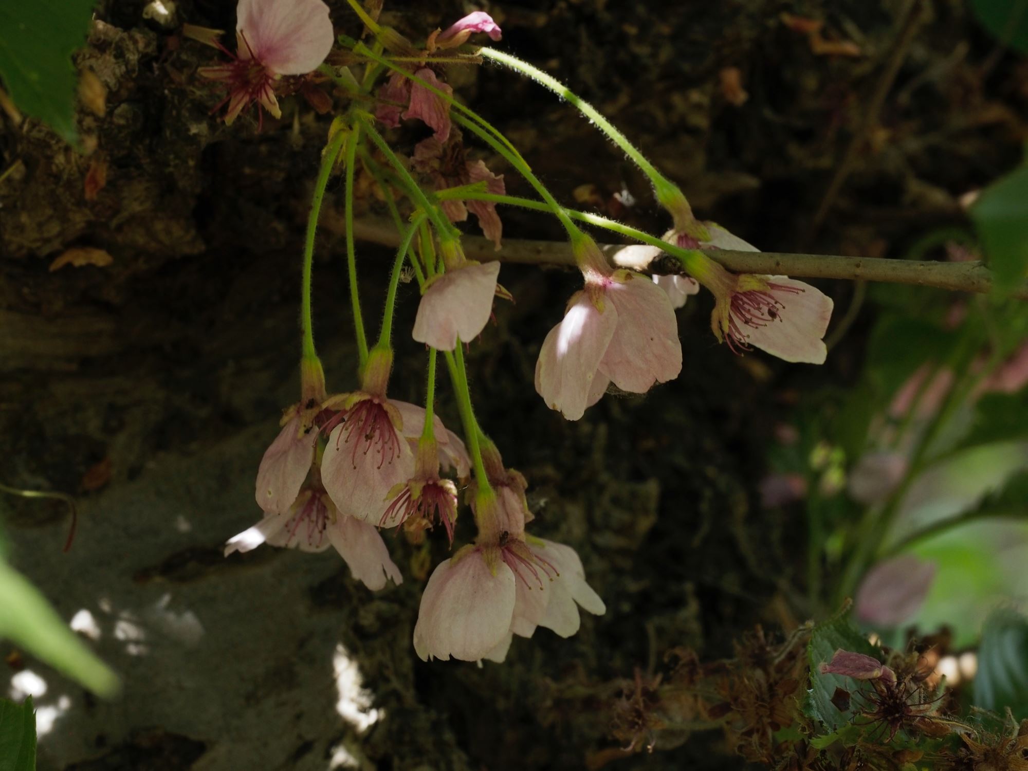 Image of Prunus Ã— yedoensis