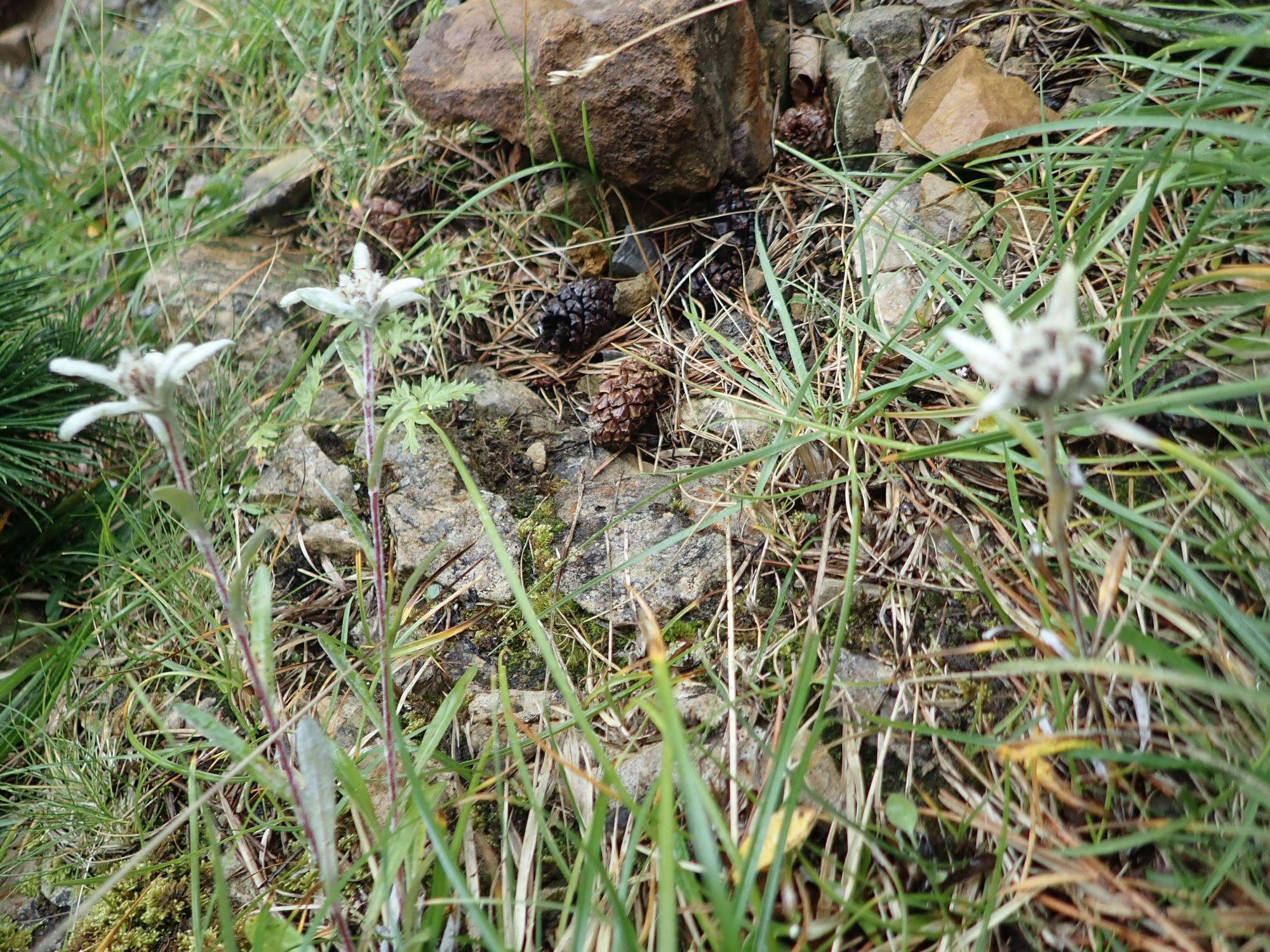 Image of Leontopodium nivale subsp. alpinum