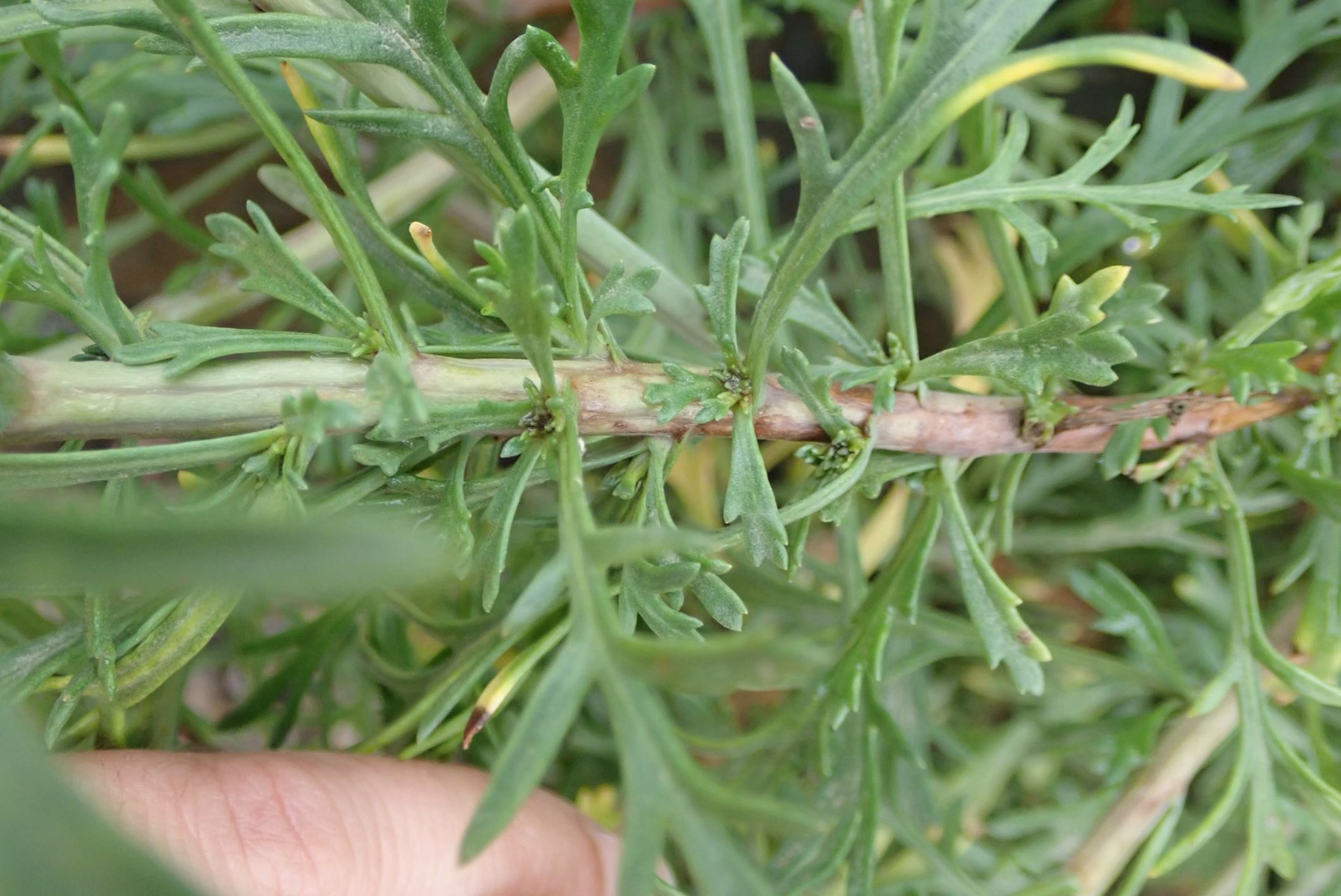 Image of Argyranthemum frutescens subsp. canariae
