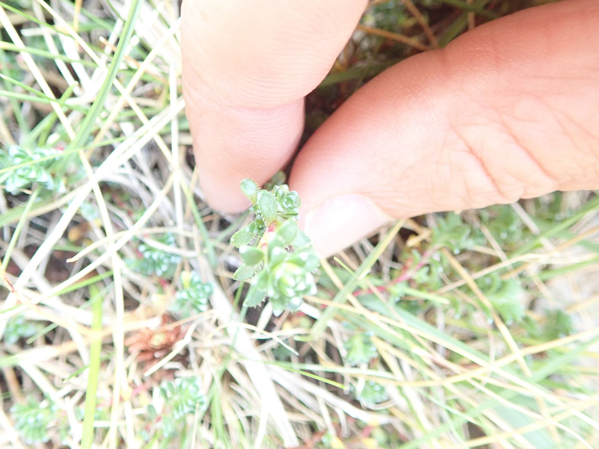 Image of Saxifraga oppositifolia