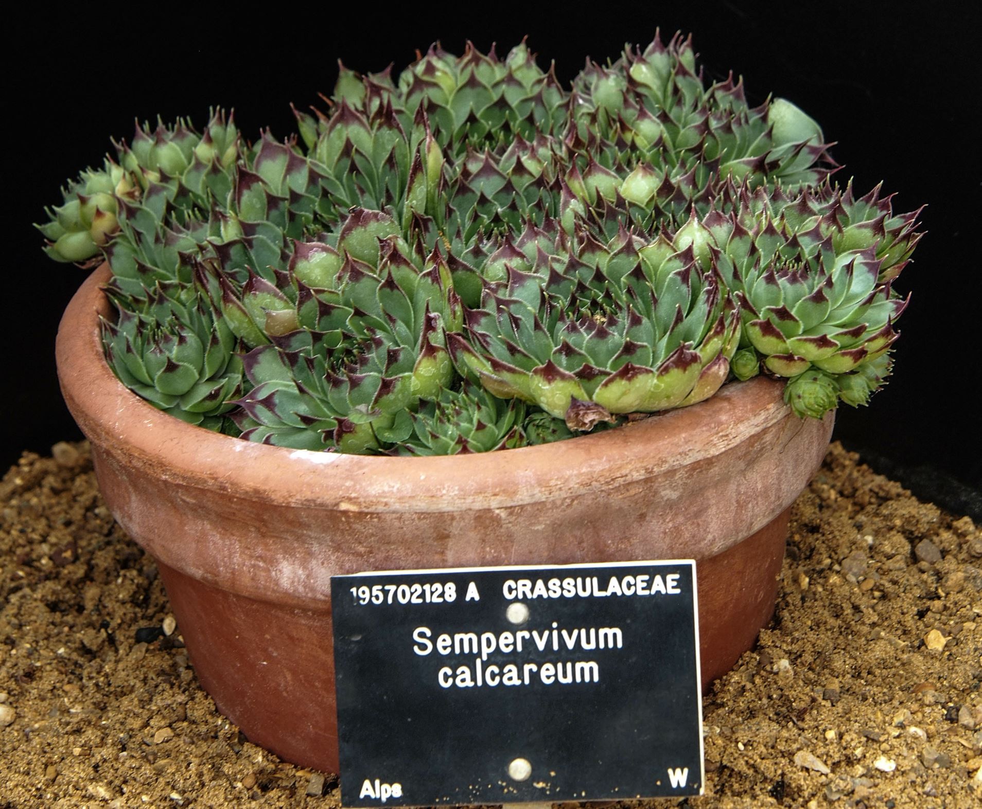 Image of Sempervivum calcareum