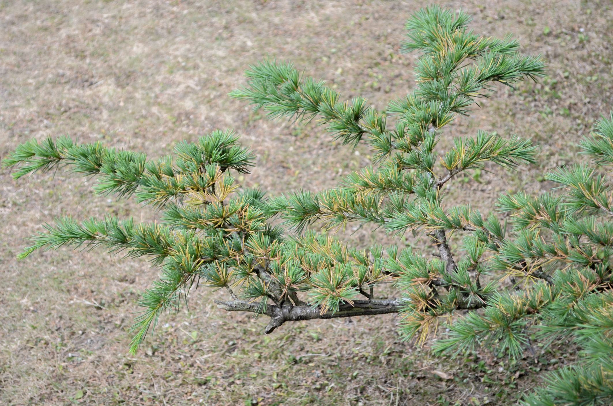 Image of Cedrus libani