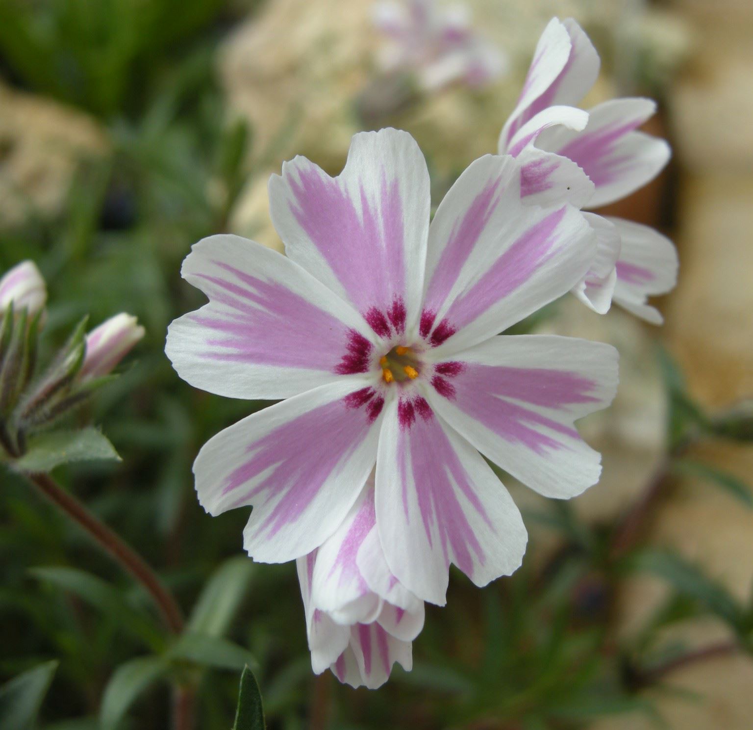 Image of Phlox subulata 'Tamaongalei'