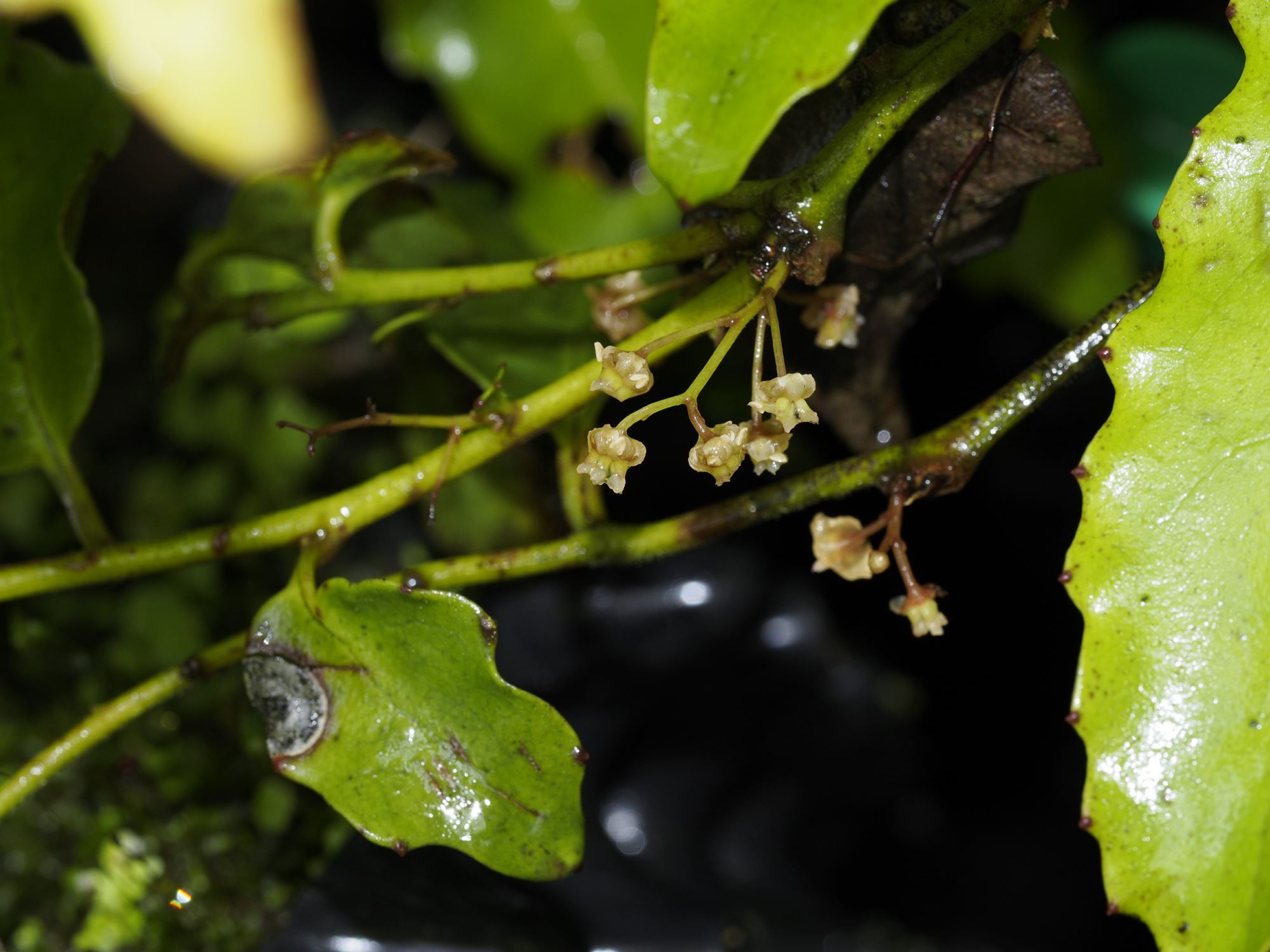 Image of Amborella trichopoda
