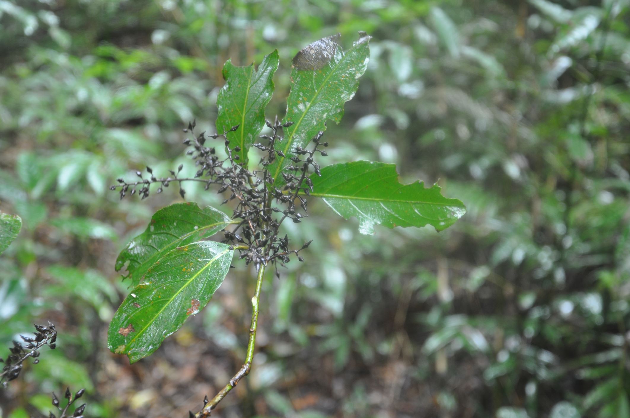 Image of Indet. Styracaceae