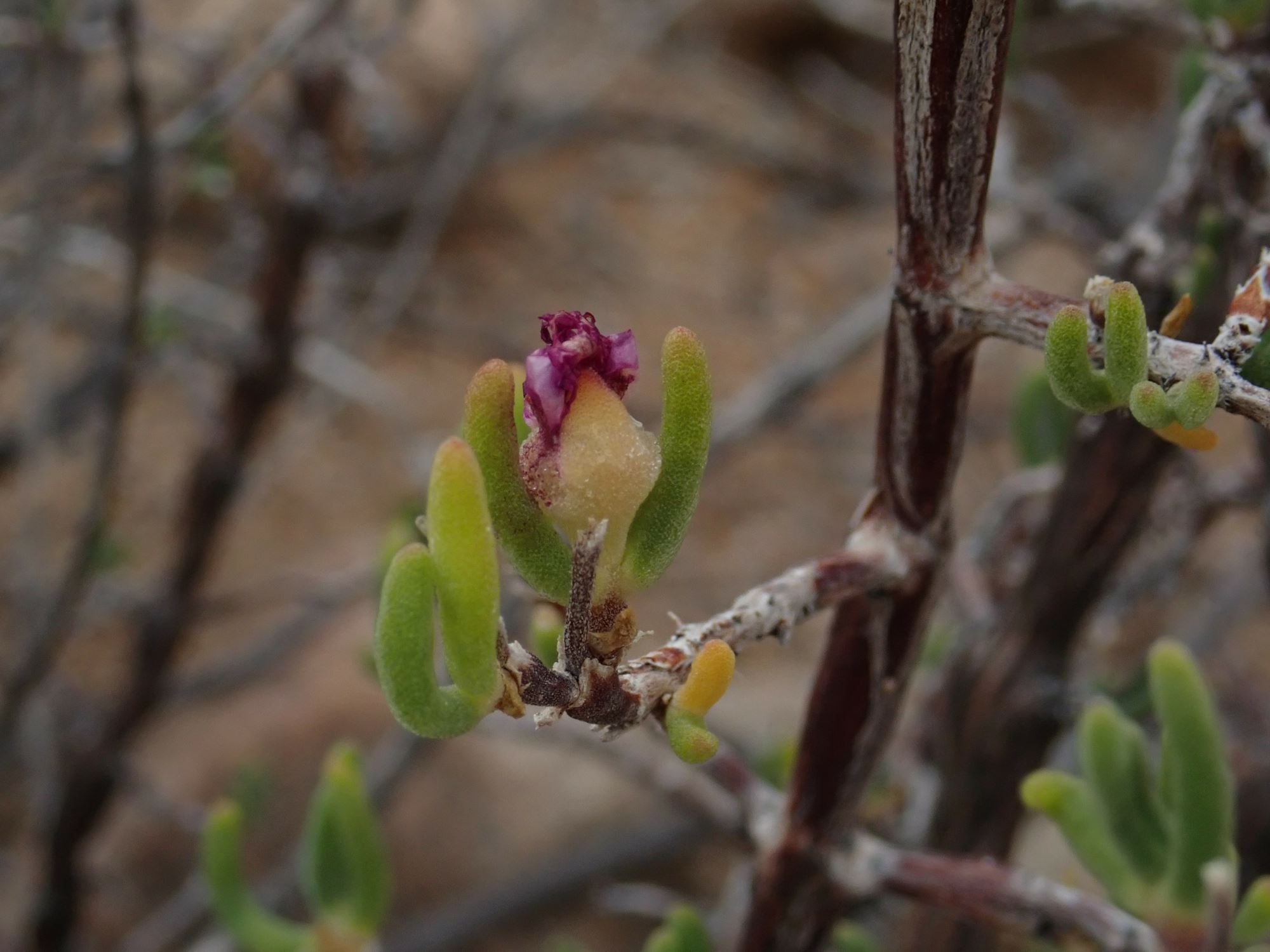 Image of Drosanthemum inornatum