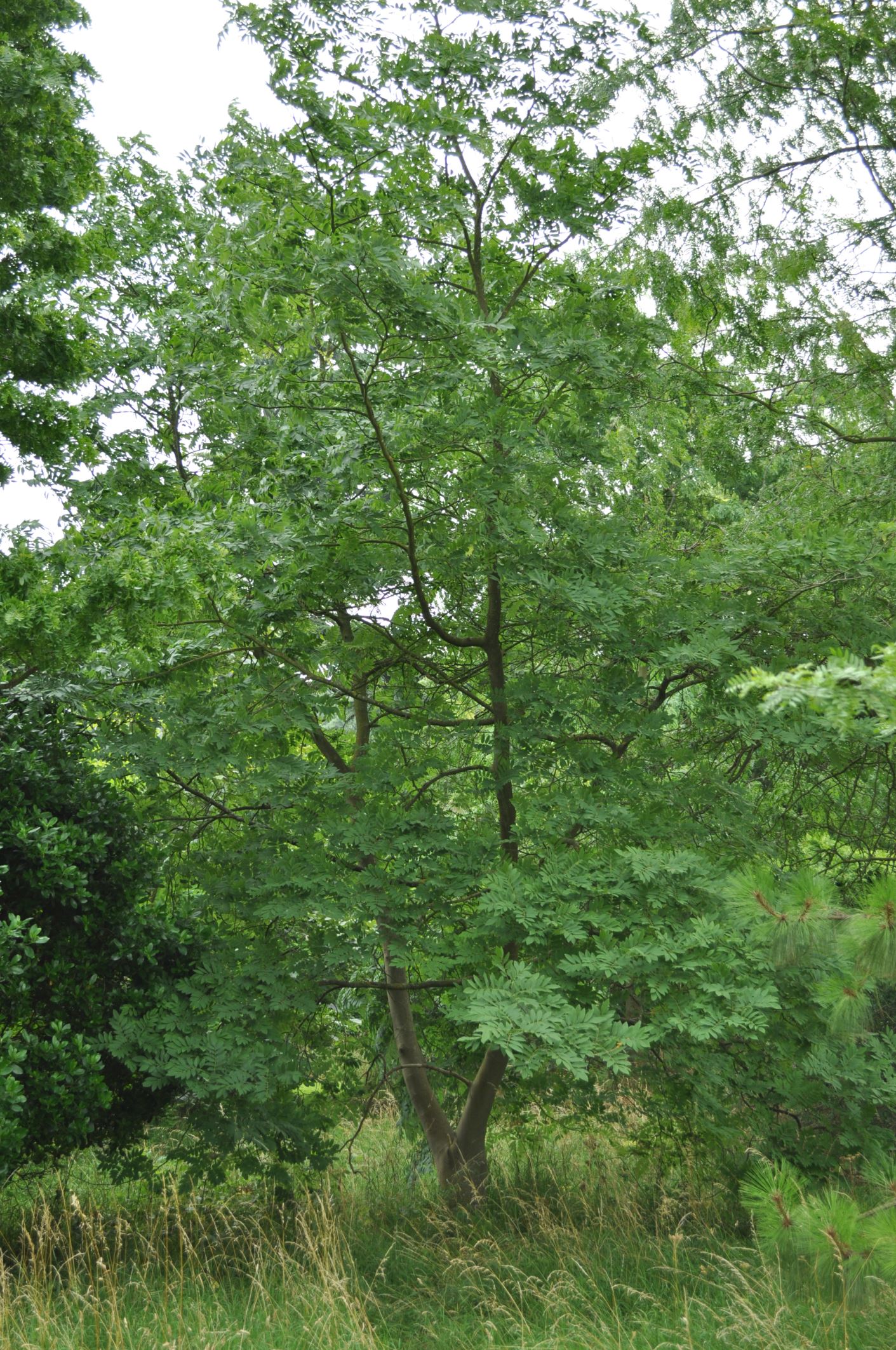 Image of Cladrastis sinensis