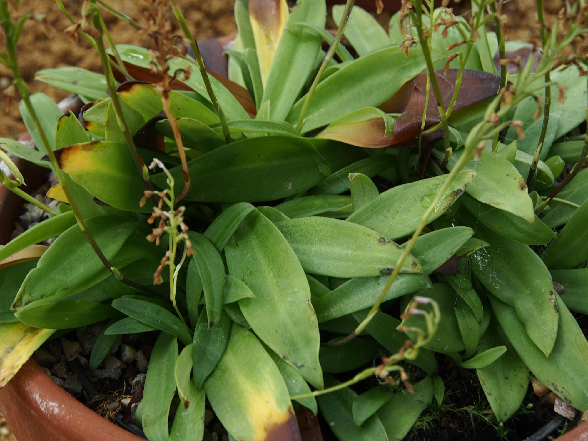 Image of Stenoglottis woodii