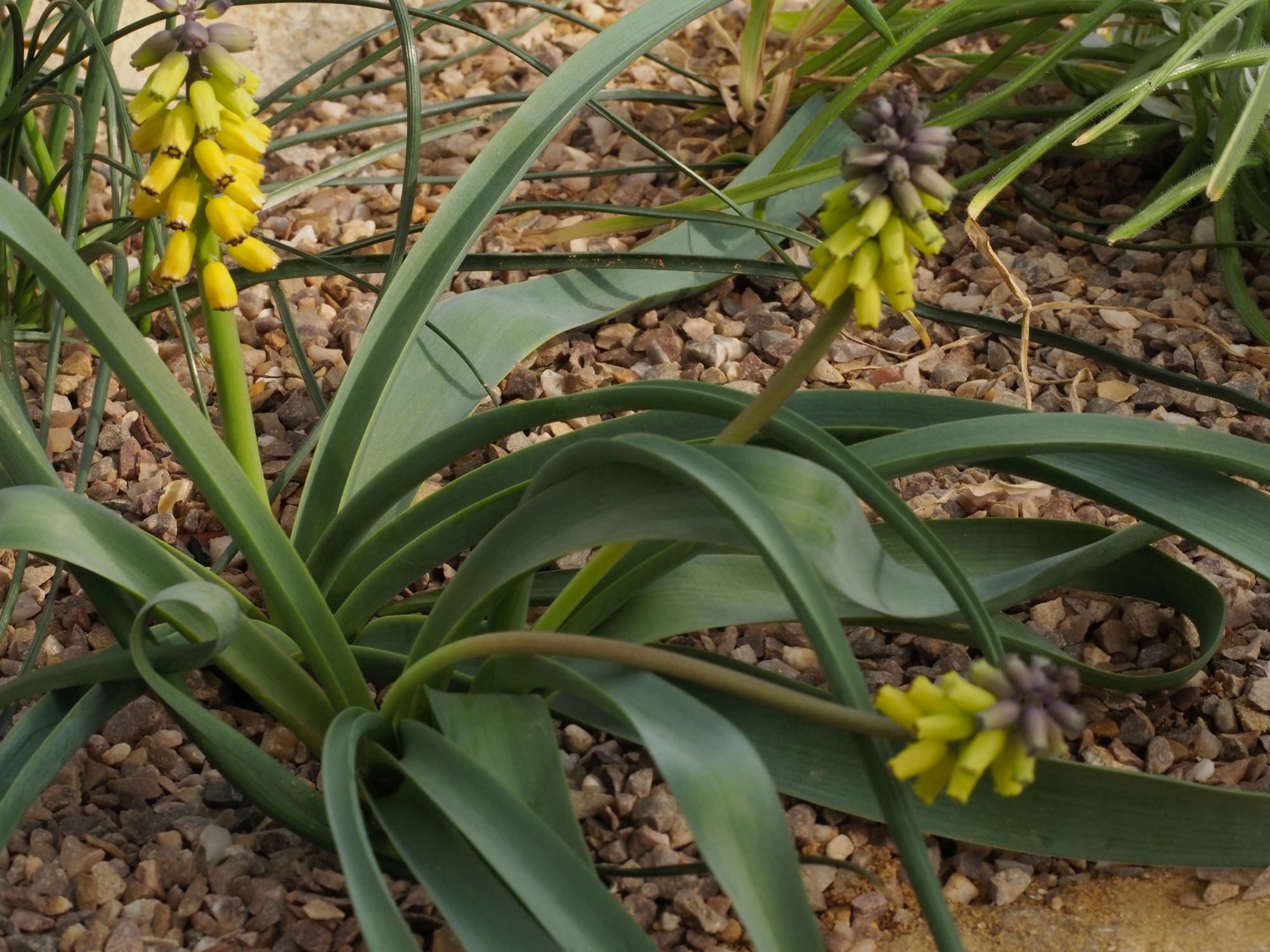 Image of Muscari macrocarpum