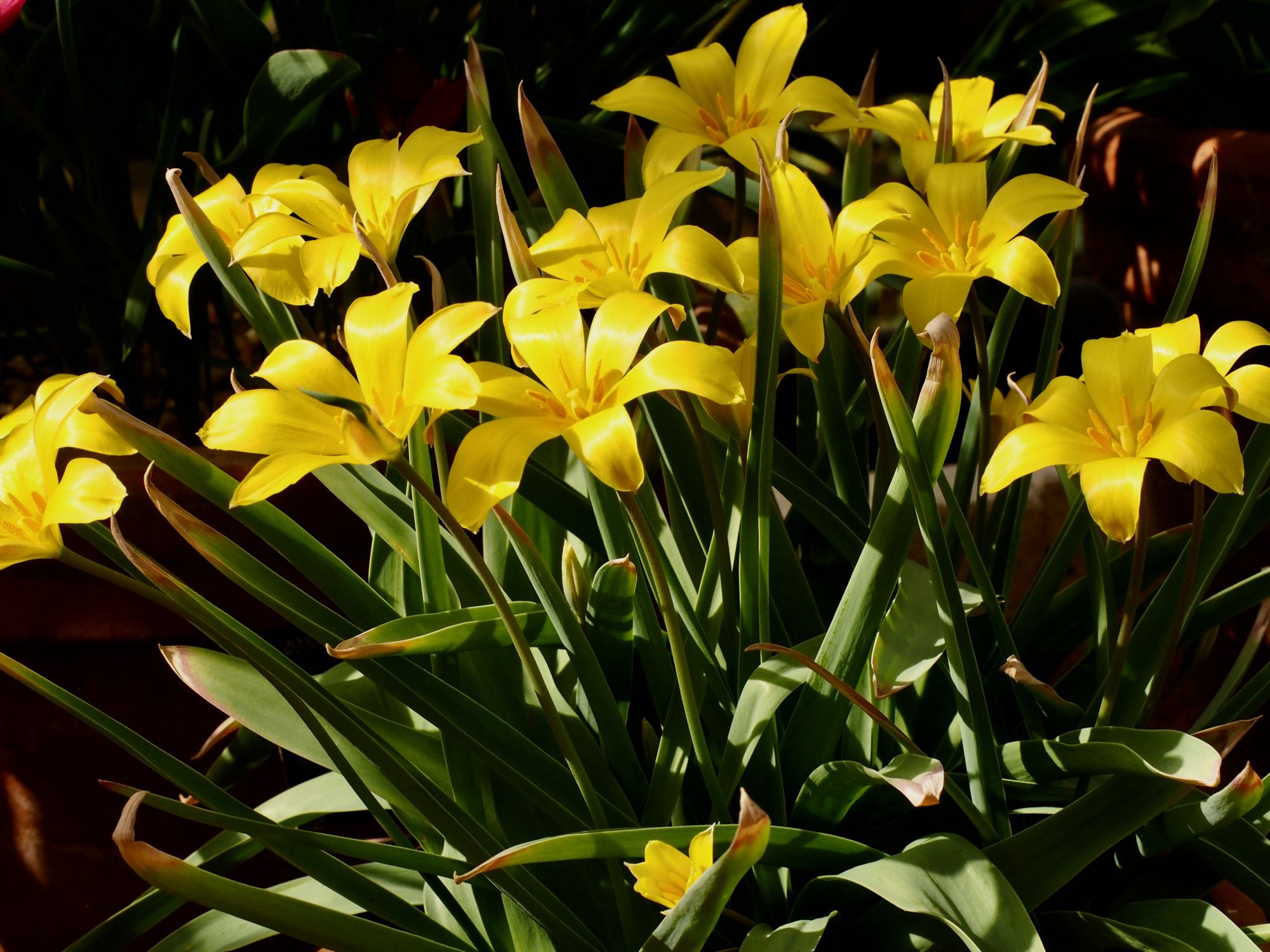 Image of Tulipa iliensis