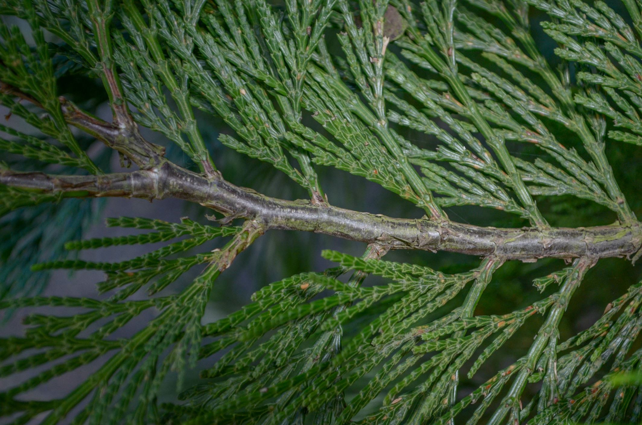 Image of Calocedrus decurrens 'Pillar'