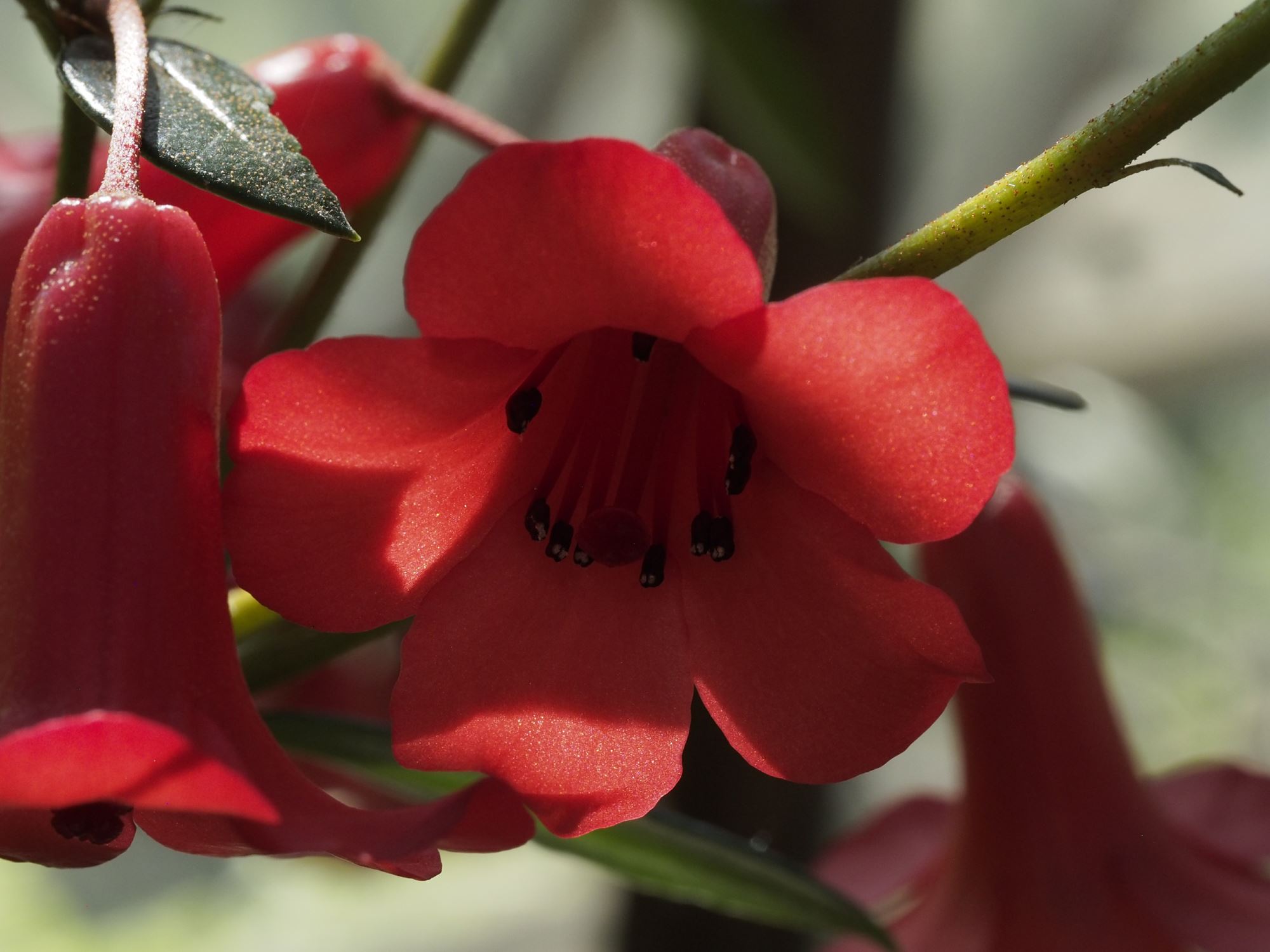 Image of Rhododendron 'Saint Valentine'
