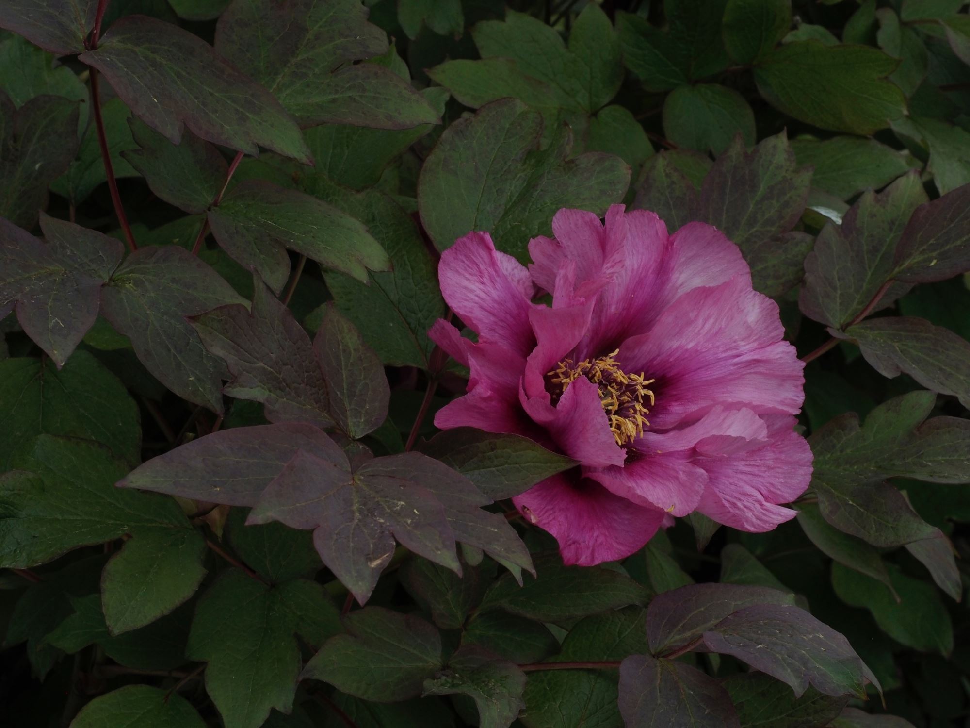 Image of Paeonia suffruticosa 'Single Pink'