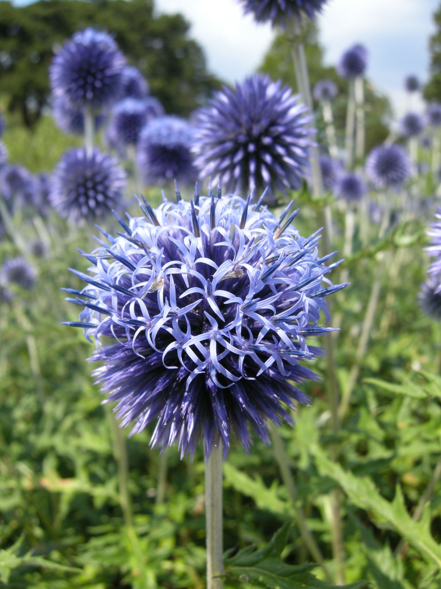 Image of Echinops ritro