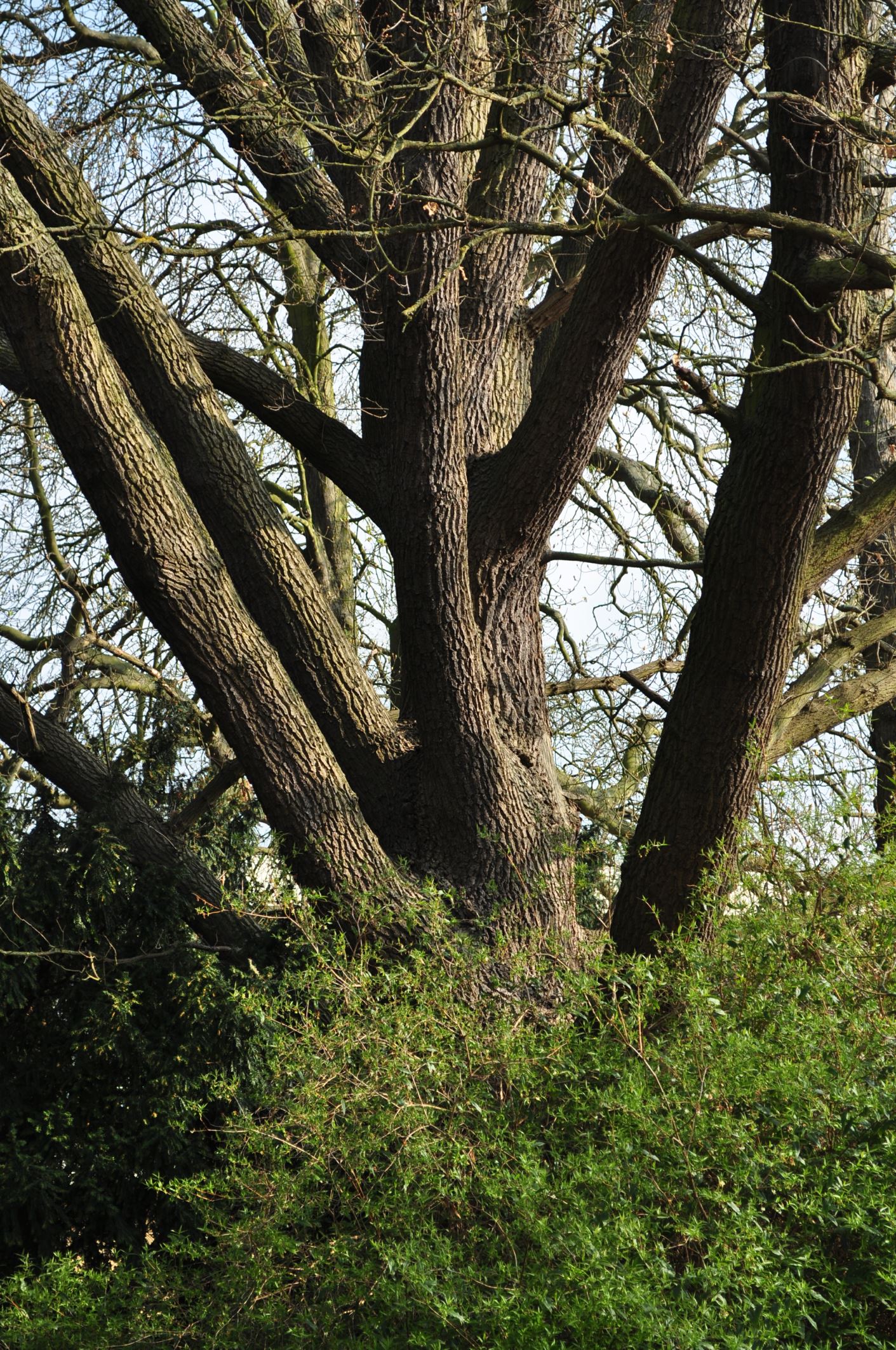 Image of Quercus robur