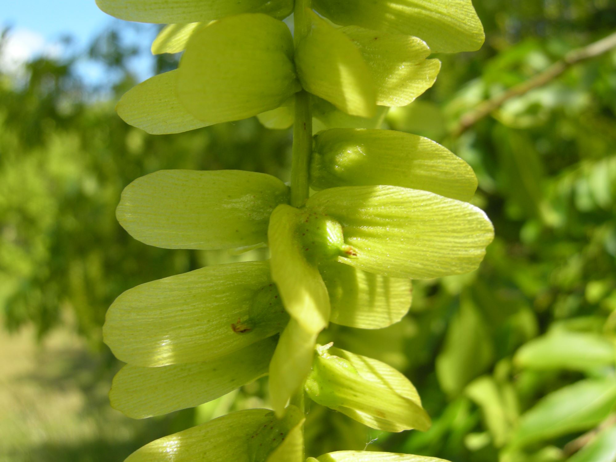 Image of Pterocarya stenoptera