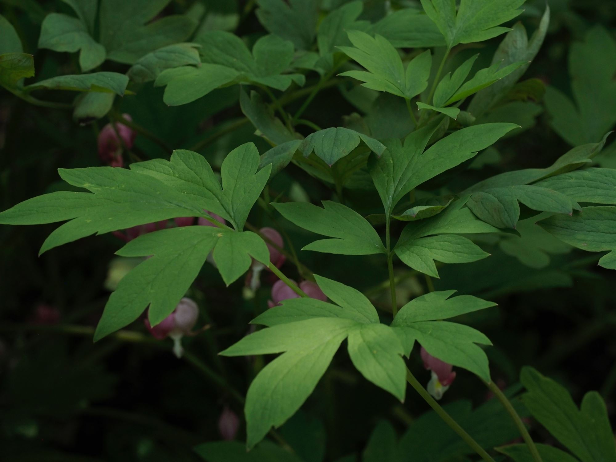Image of Lamprocapnos spectabilis